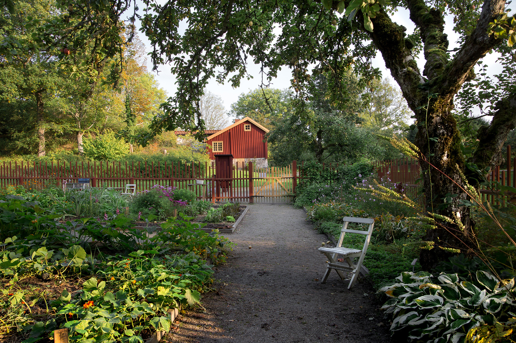 Trädgård