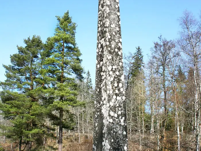 Obelisk