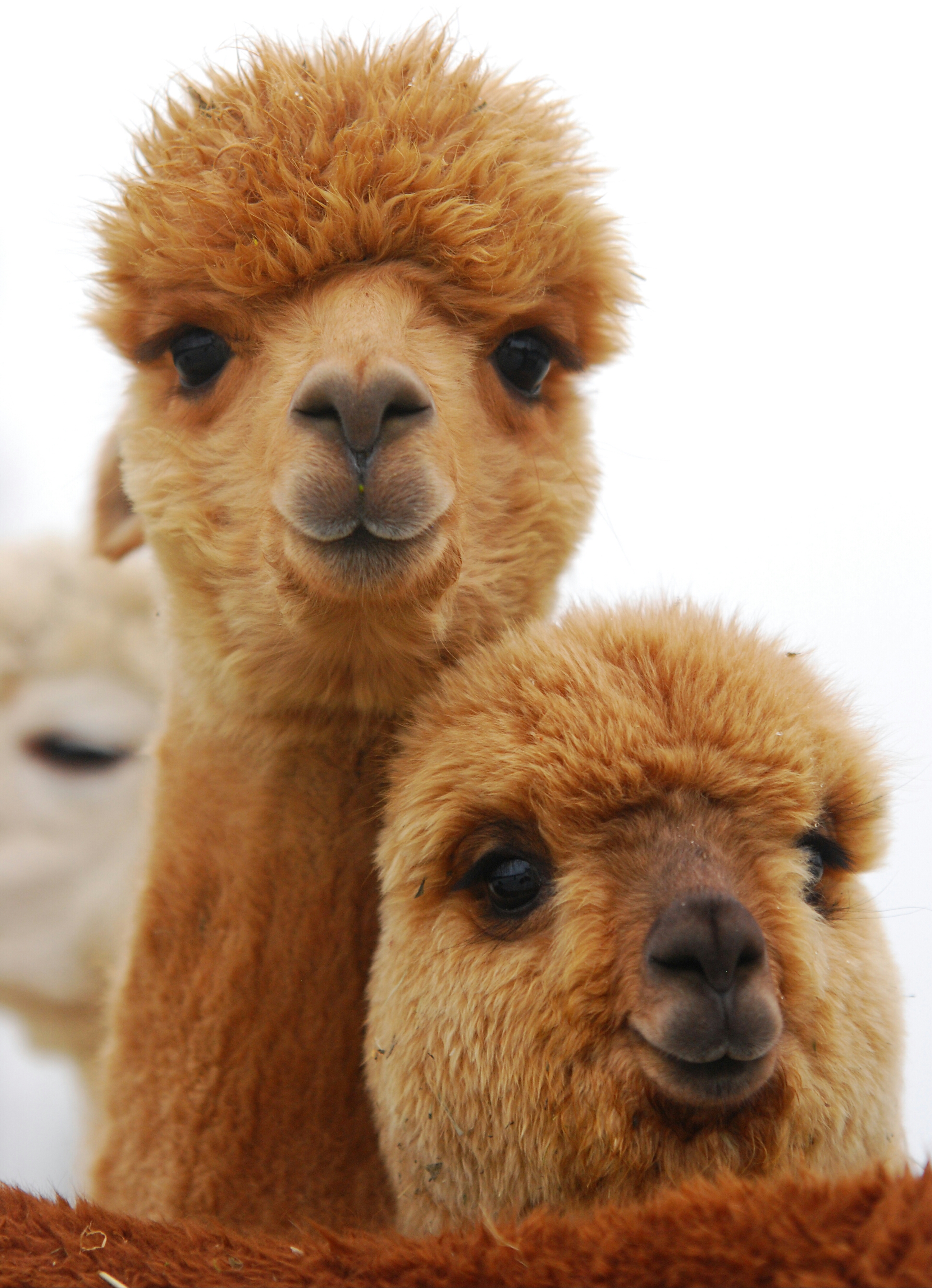 Two alpacas