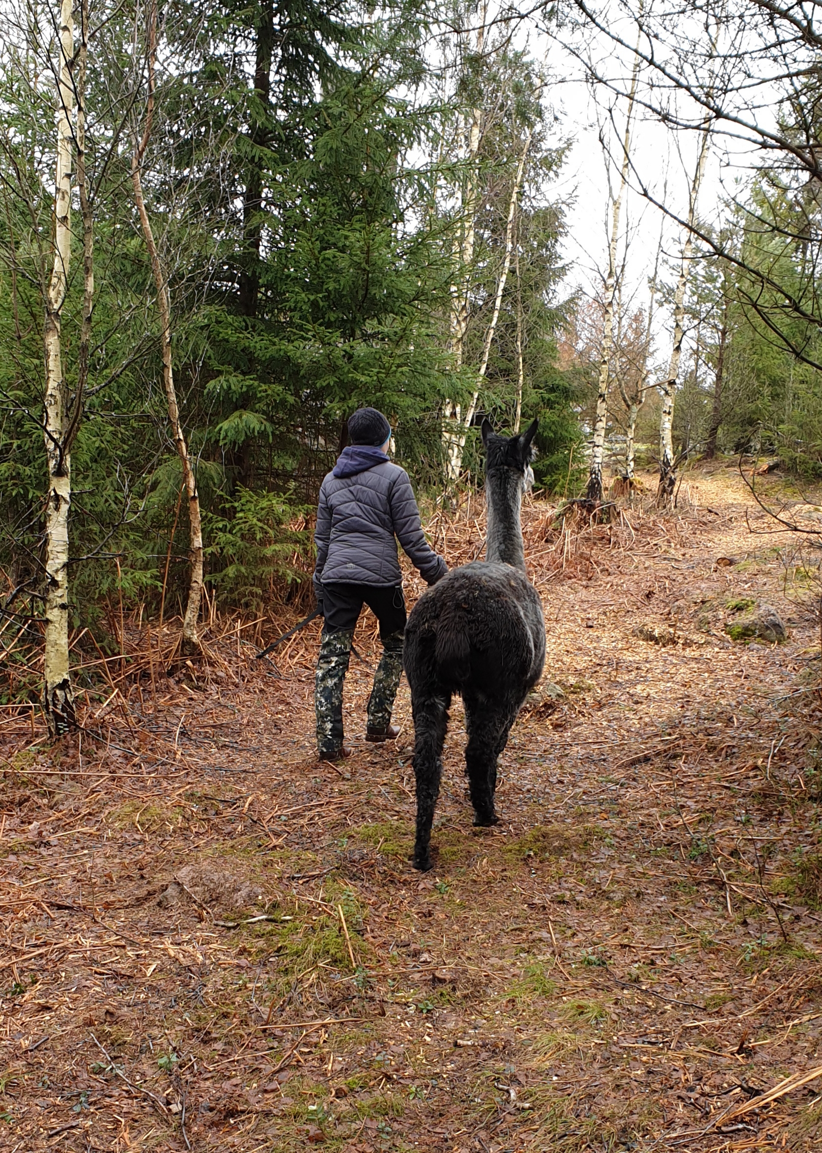 Underbara Alpackapromenader 
