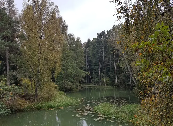 Höstvandring vid Lillån - skogen som kraftkälla
