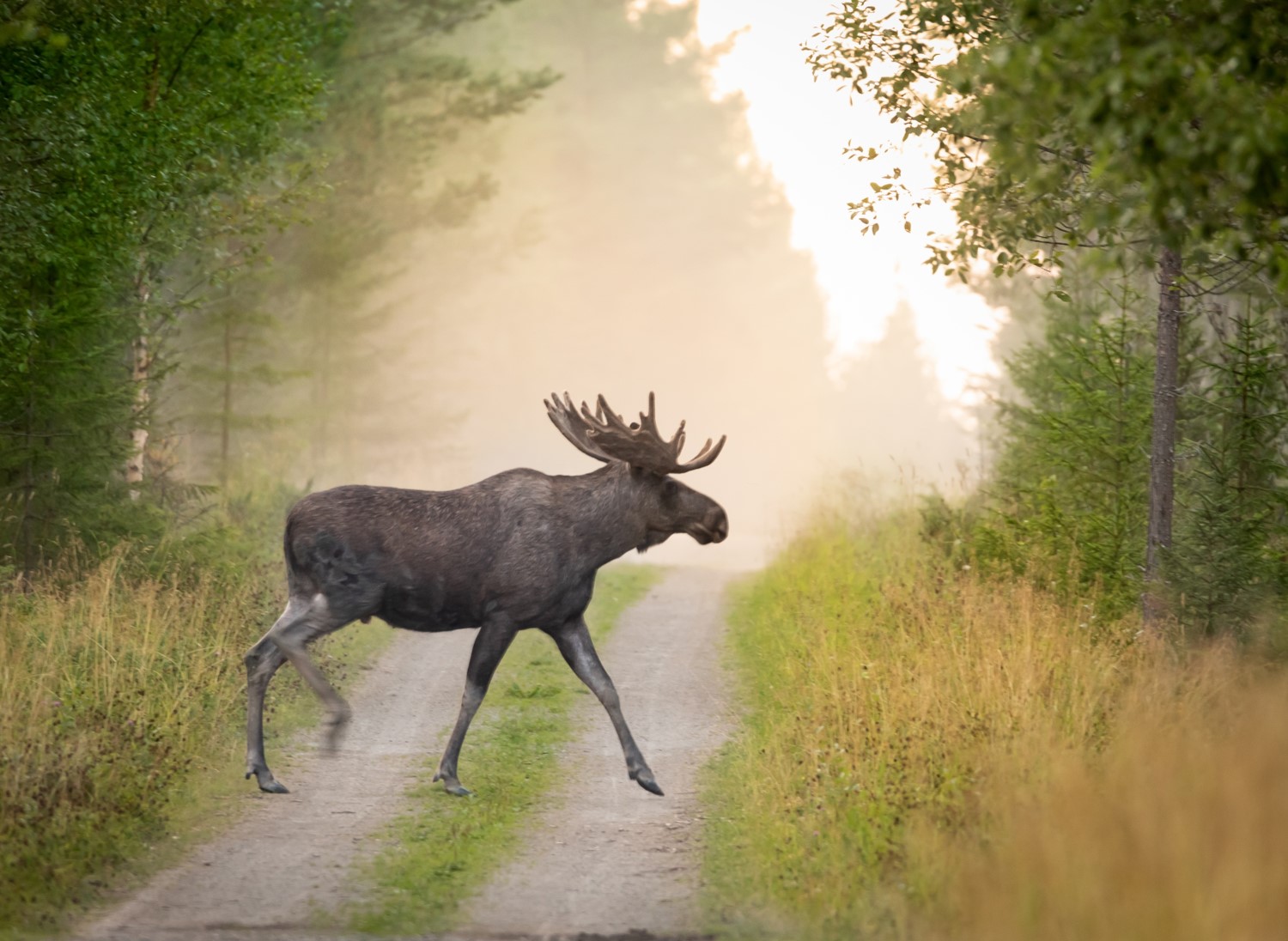 A moose crossing a forest road
