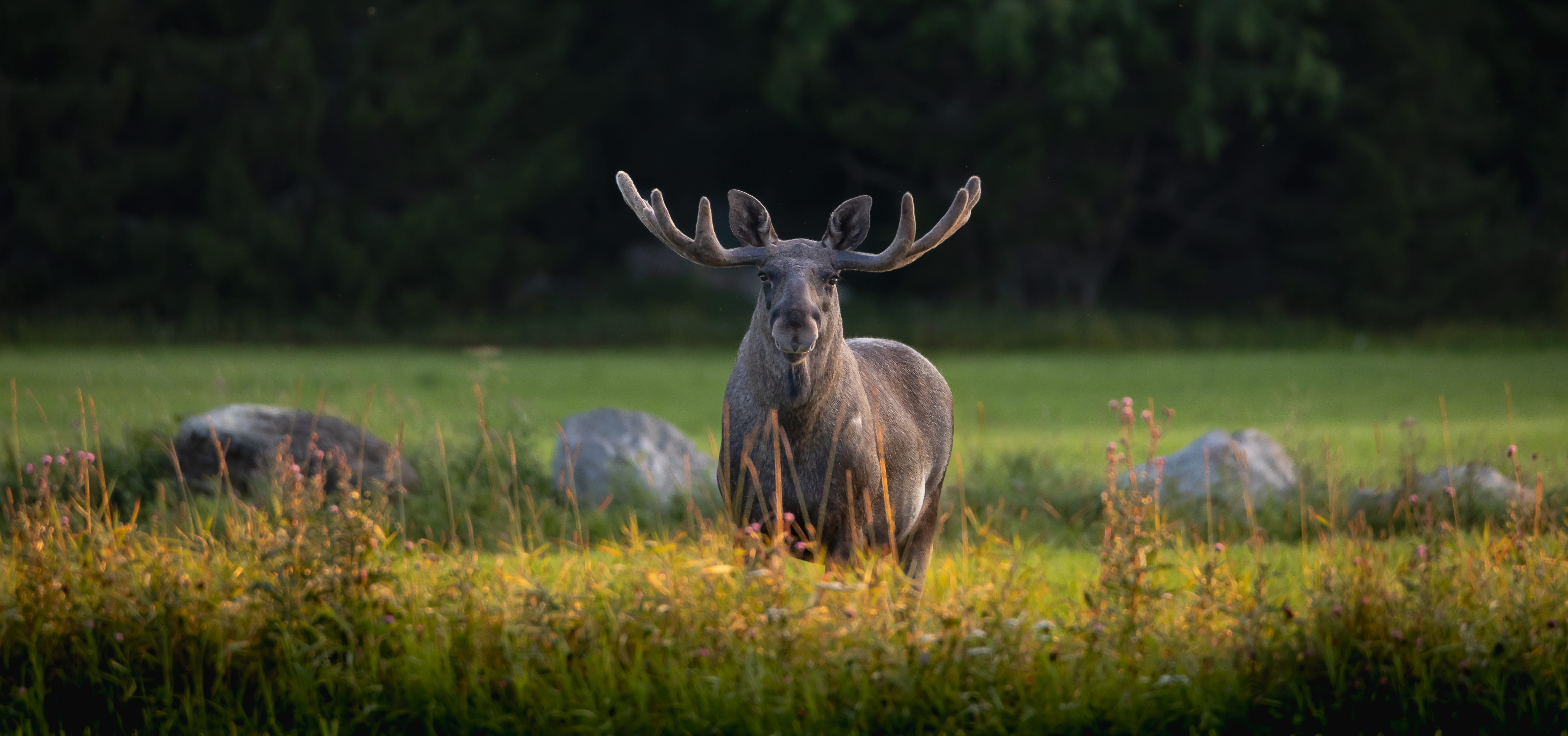 A moose standing on a field