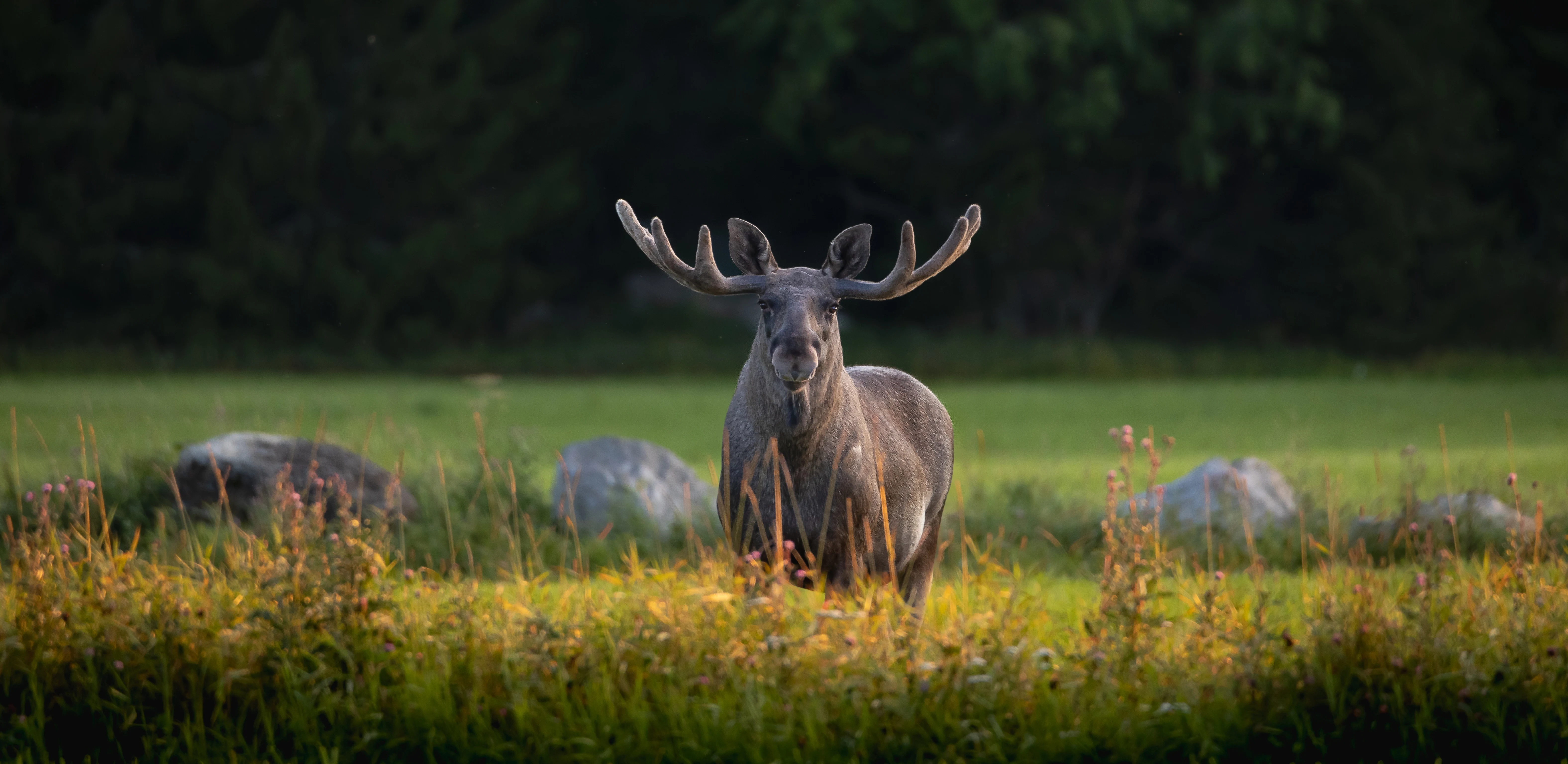 En älg som står på en äng