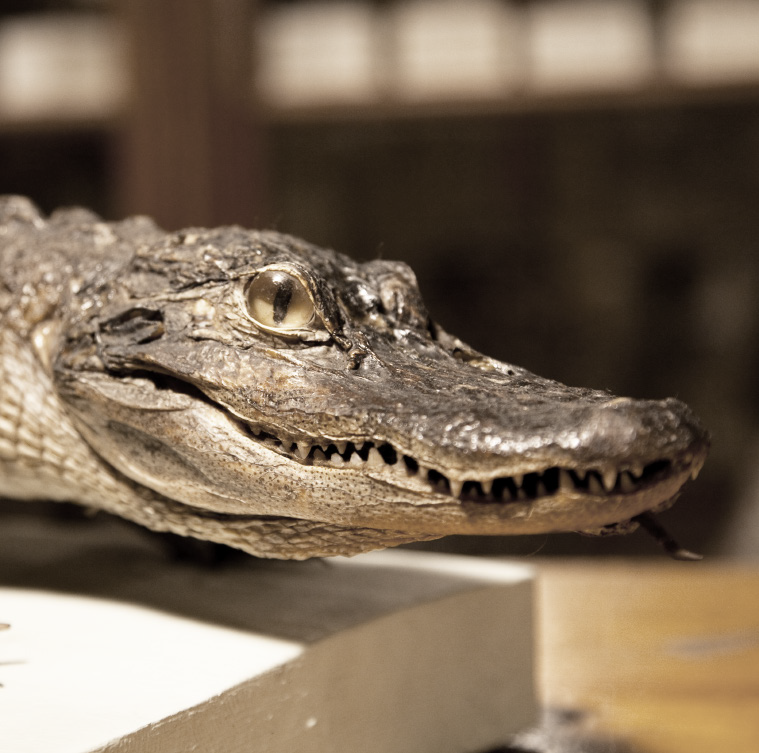 Närbild på en uppstoppad alligator