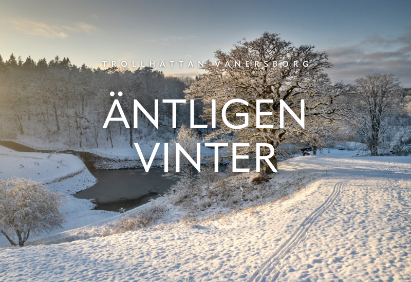 Träd i snölandskap