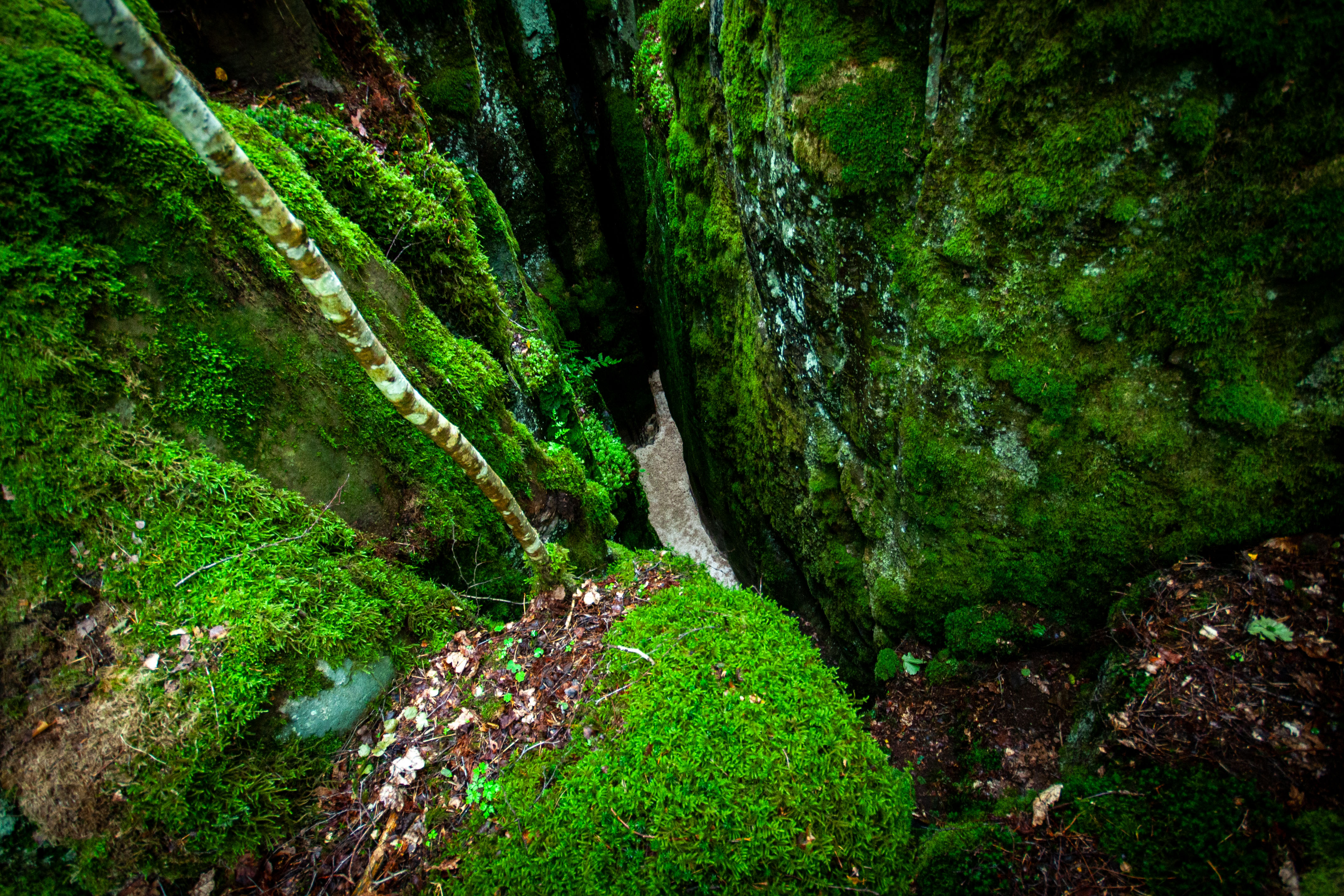 Ätterstupa på Halleberg