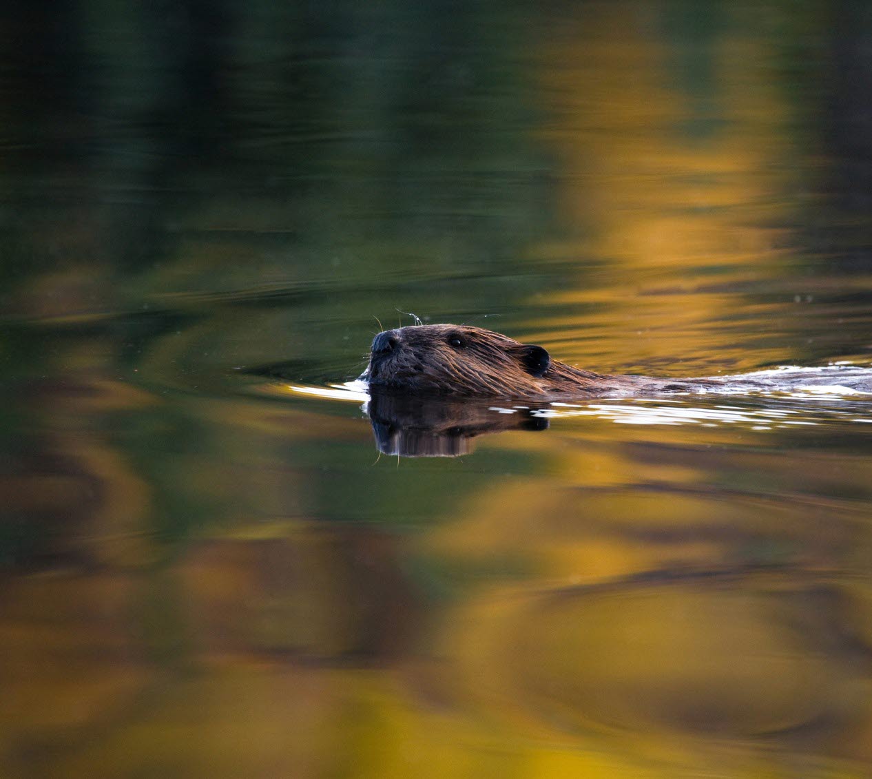 Beaver swimming