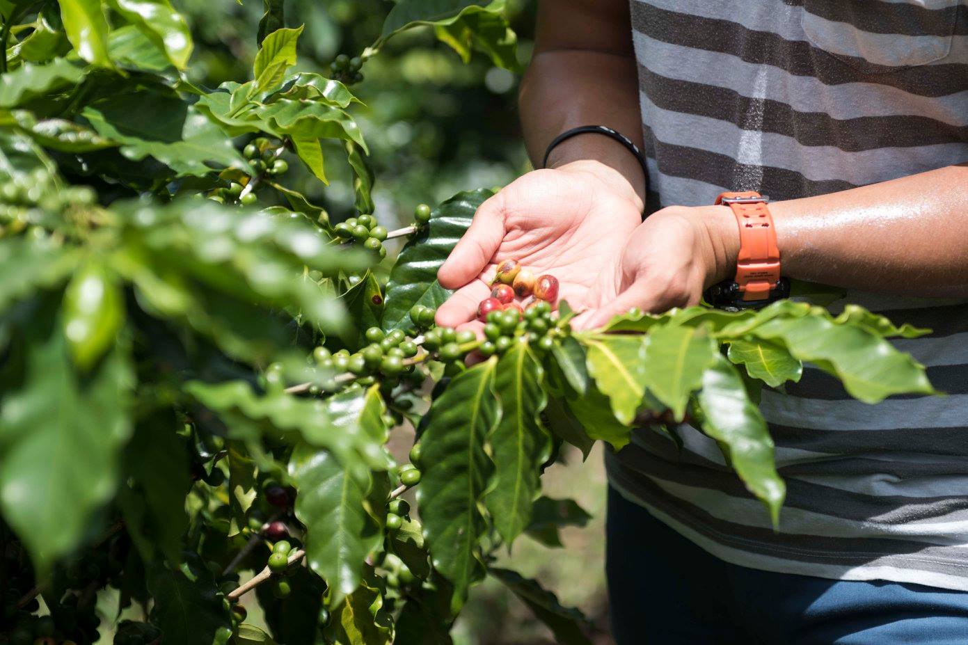 Hands holding a coffee plant