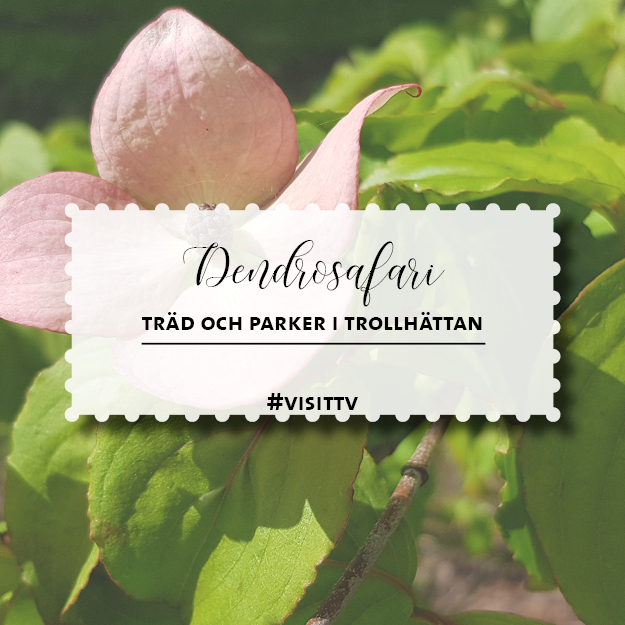 Skylt med Dendrosafari.