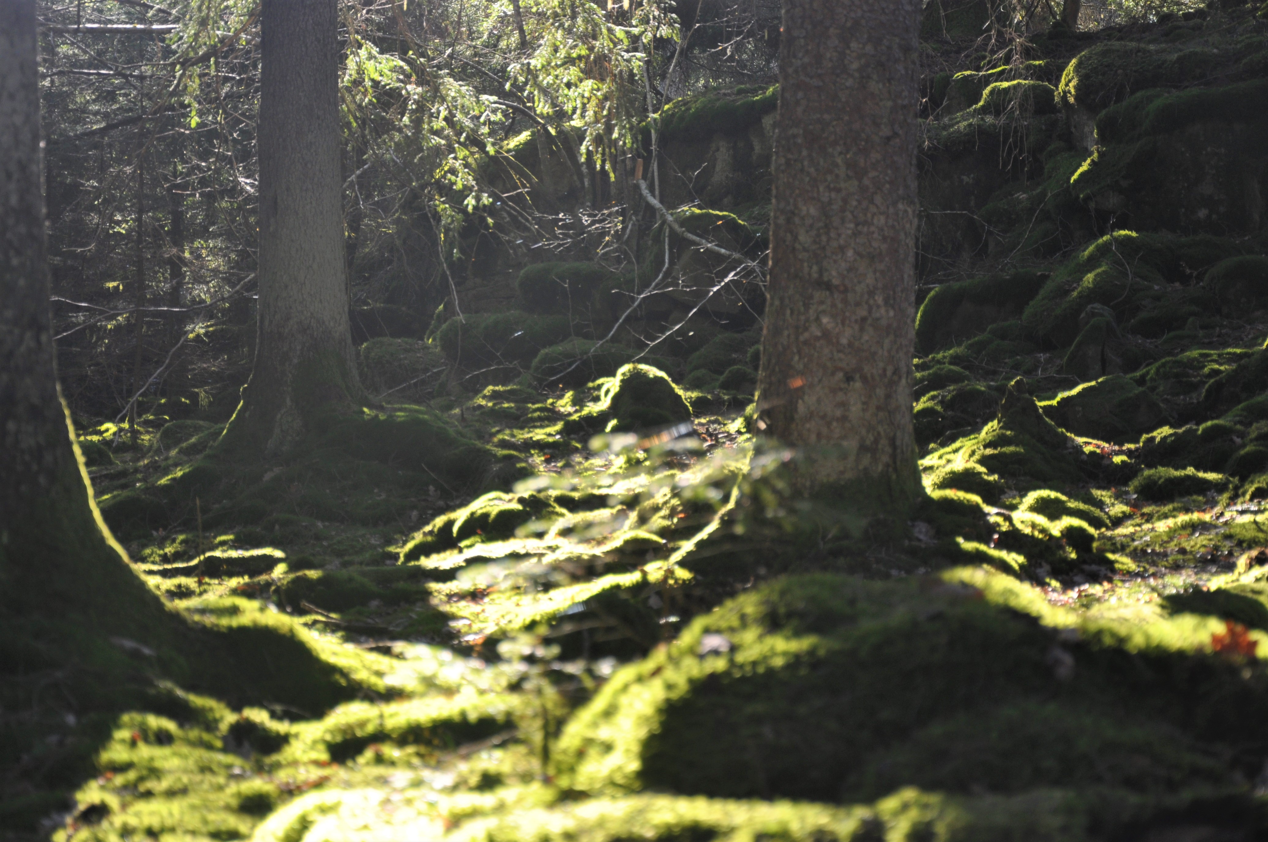 grön skog i solljus på Halleberg