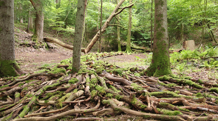 Skulpturen Green Wood