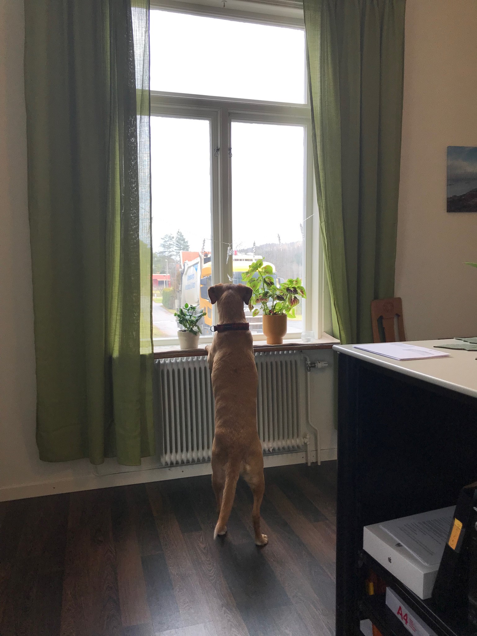 hund står upp på bakbenen och ser ut genom fönster