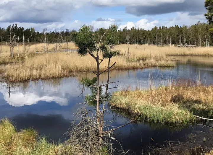 Öjemossarna Runt