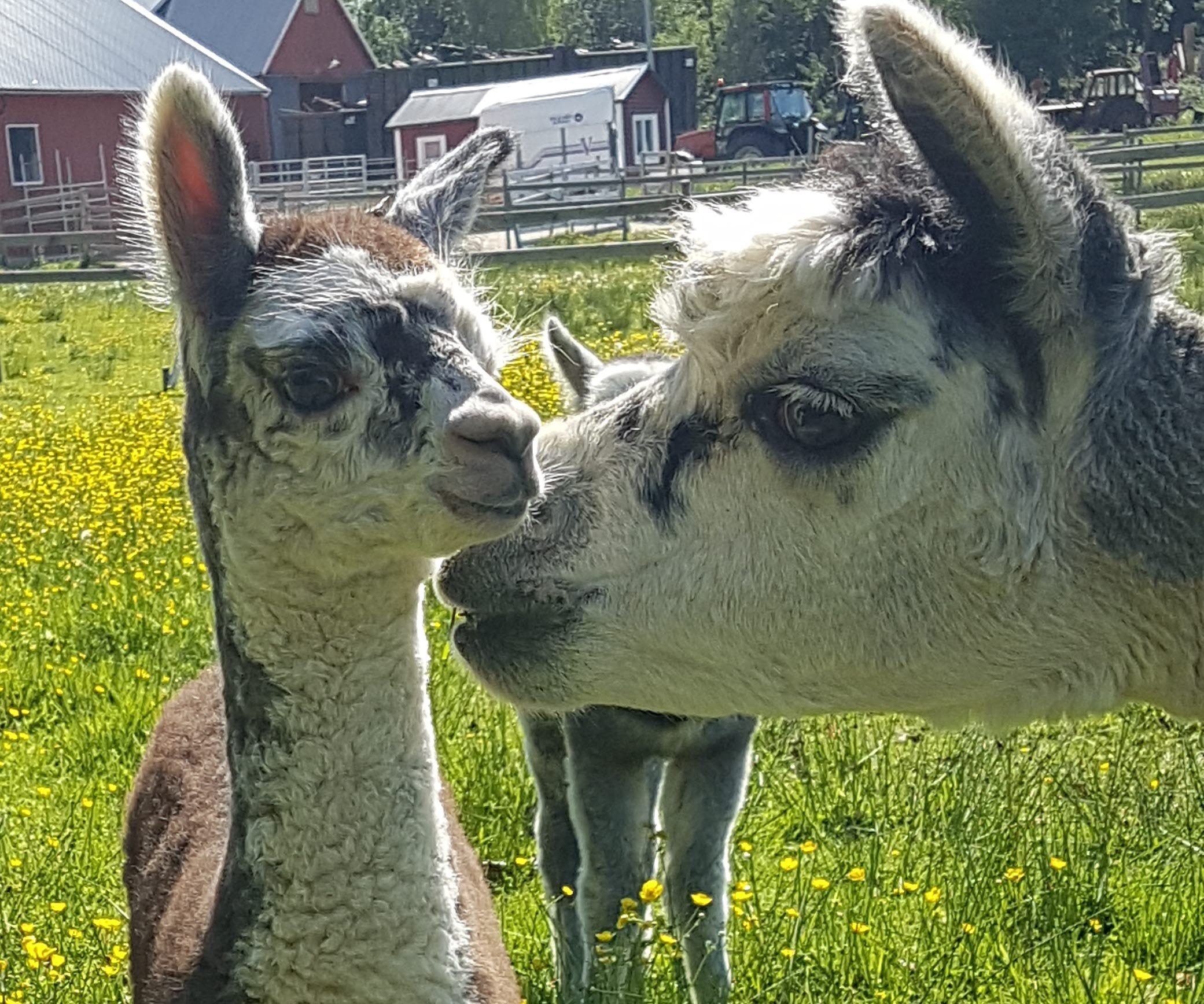 Fiona och Quiri Quala
