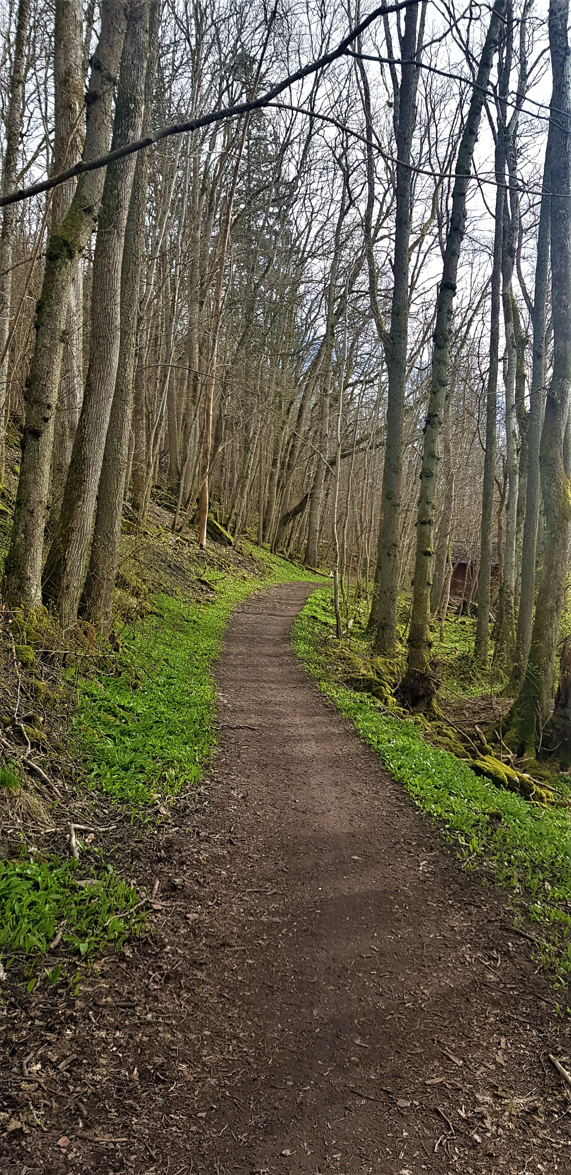 Dirt path with trees on both sides.
