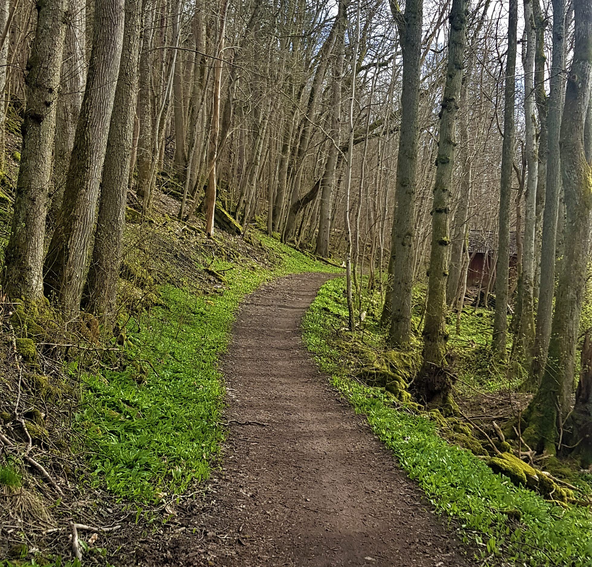 Vy över Kyrkstigen kantad av träd.