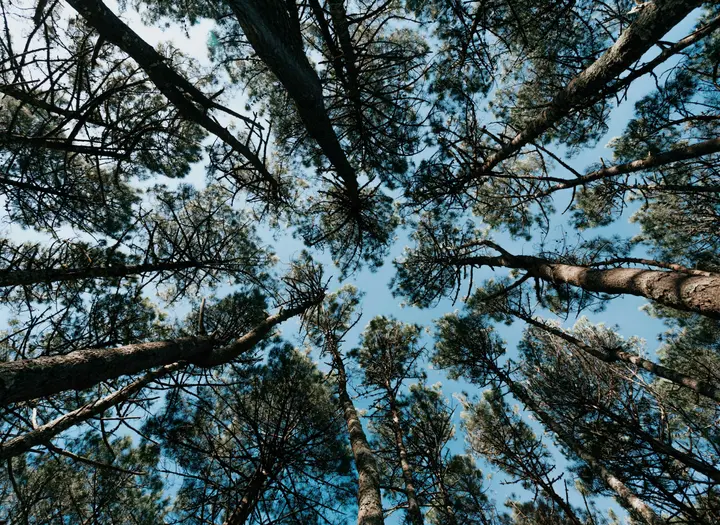 Landart - Songs from the woods