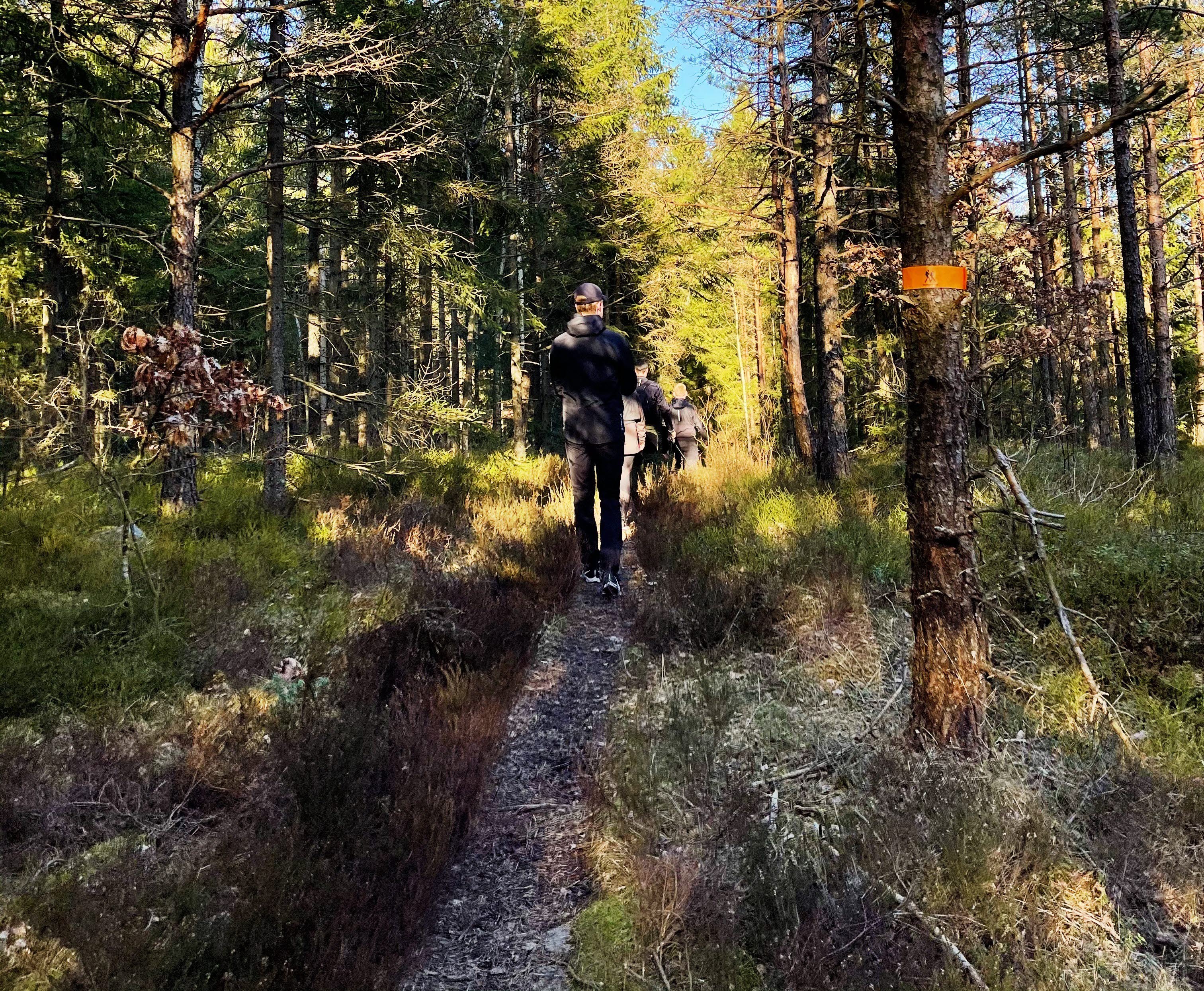 Bild på en man som promenerar i skogen
