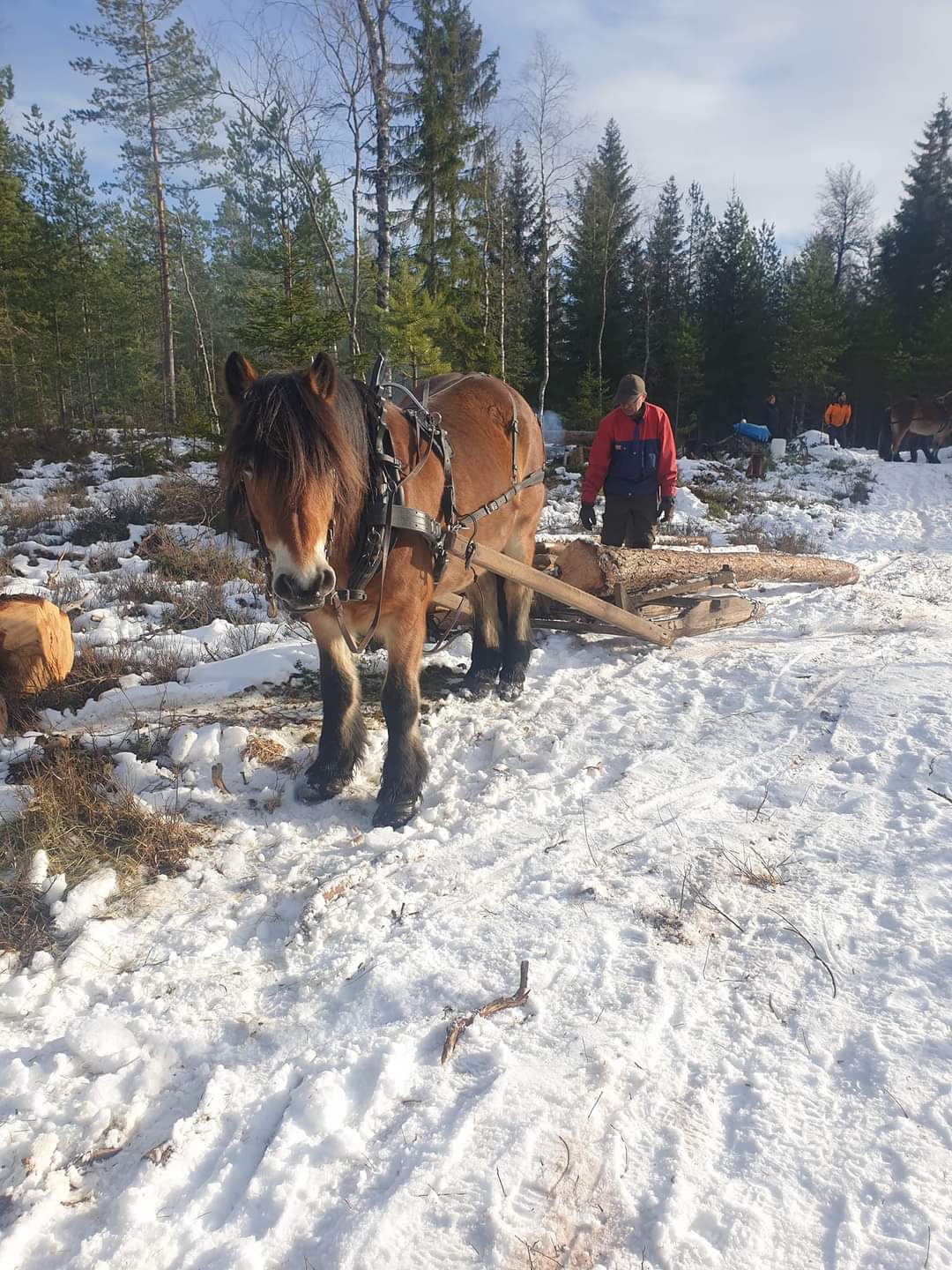 Häst drar stock i vintern