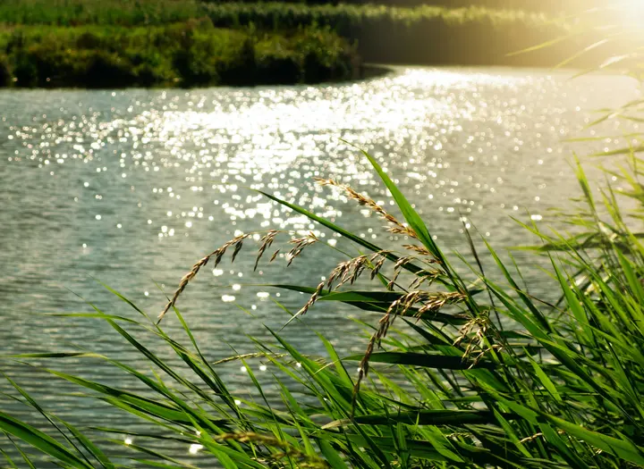 Nygårdsängens Naturreservat