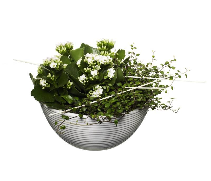 Flora Blomsterhandel