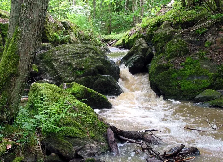 Ryrbäcken naturreservat