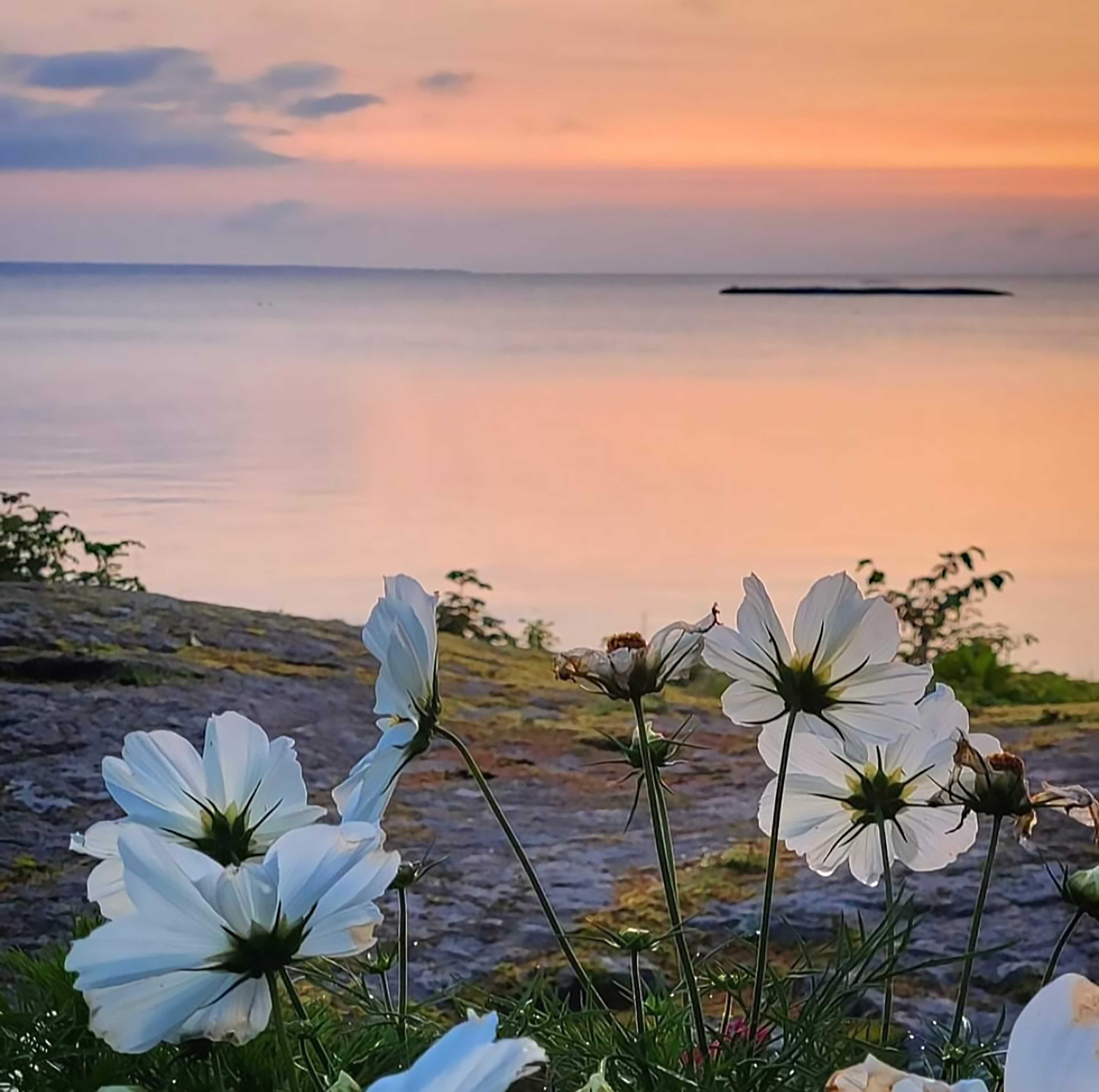 Utsikt över Vänern med blommor i förgrunden