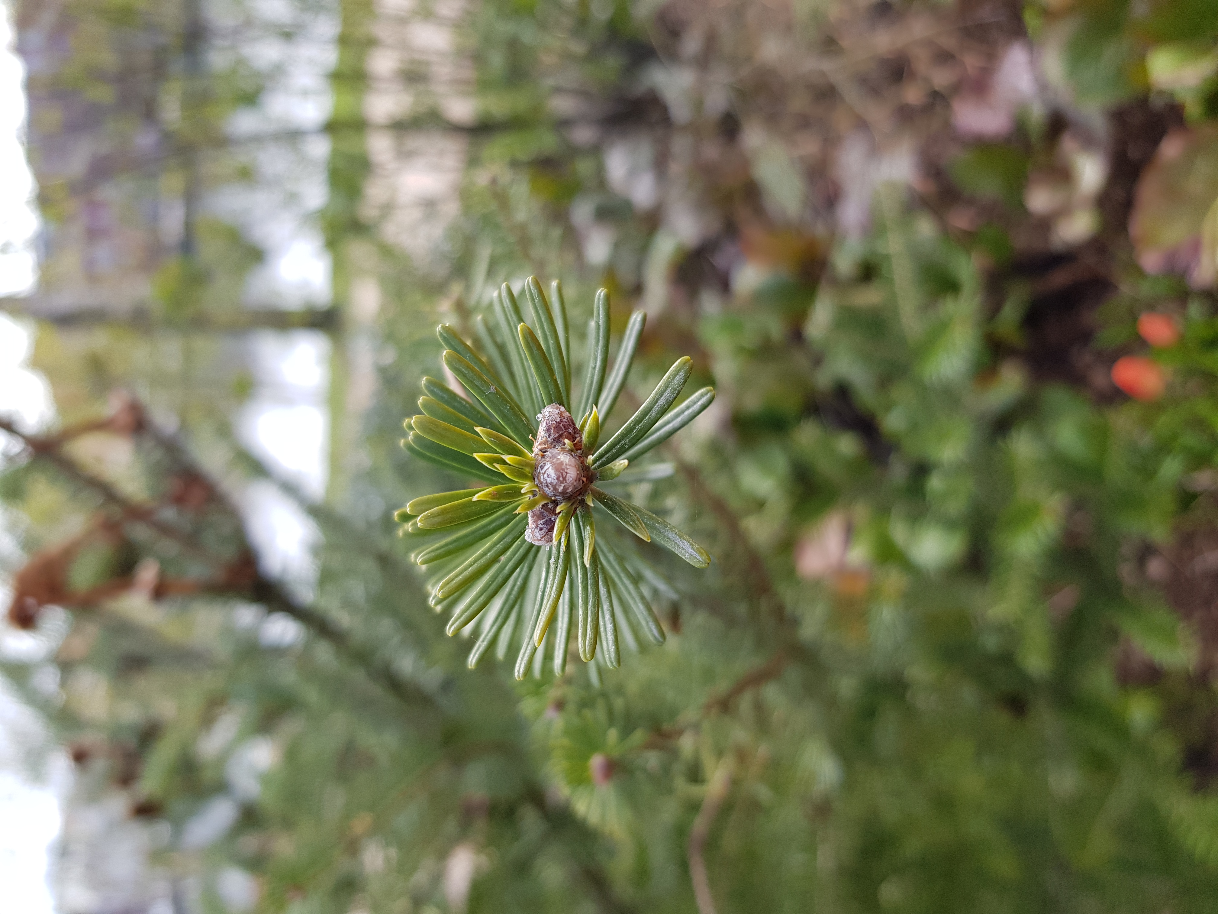 Koreagranen på Spikön.