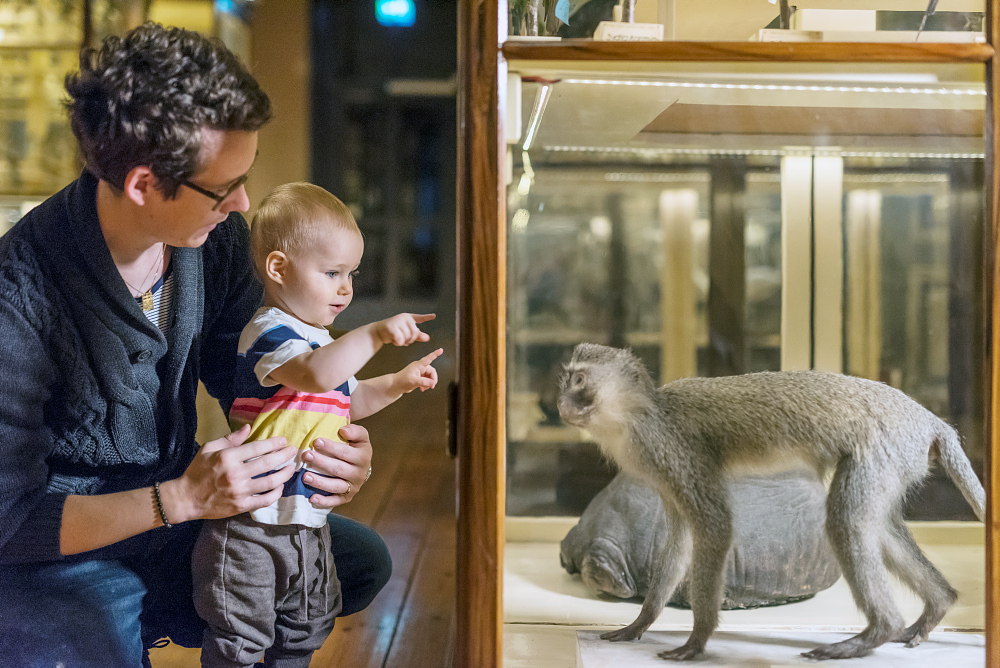 Ett barn med vuxen tittar på apa