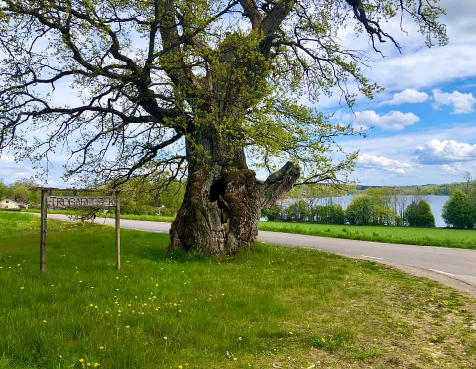 Asfaltsväg med grön gräsmatta och träd
