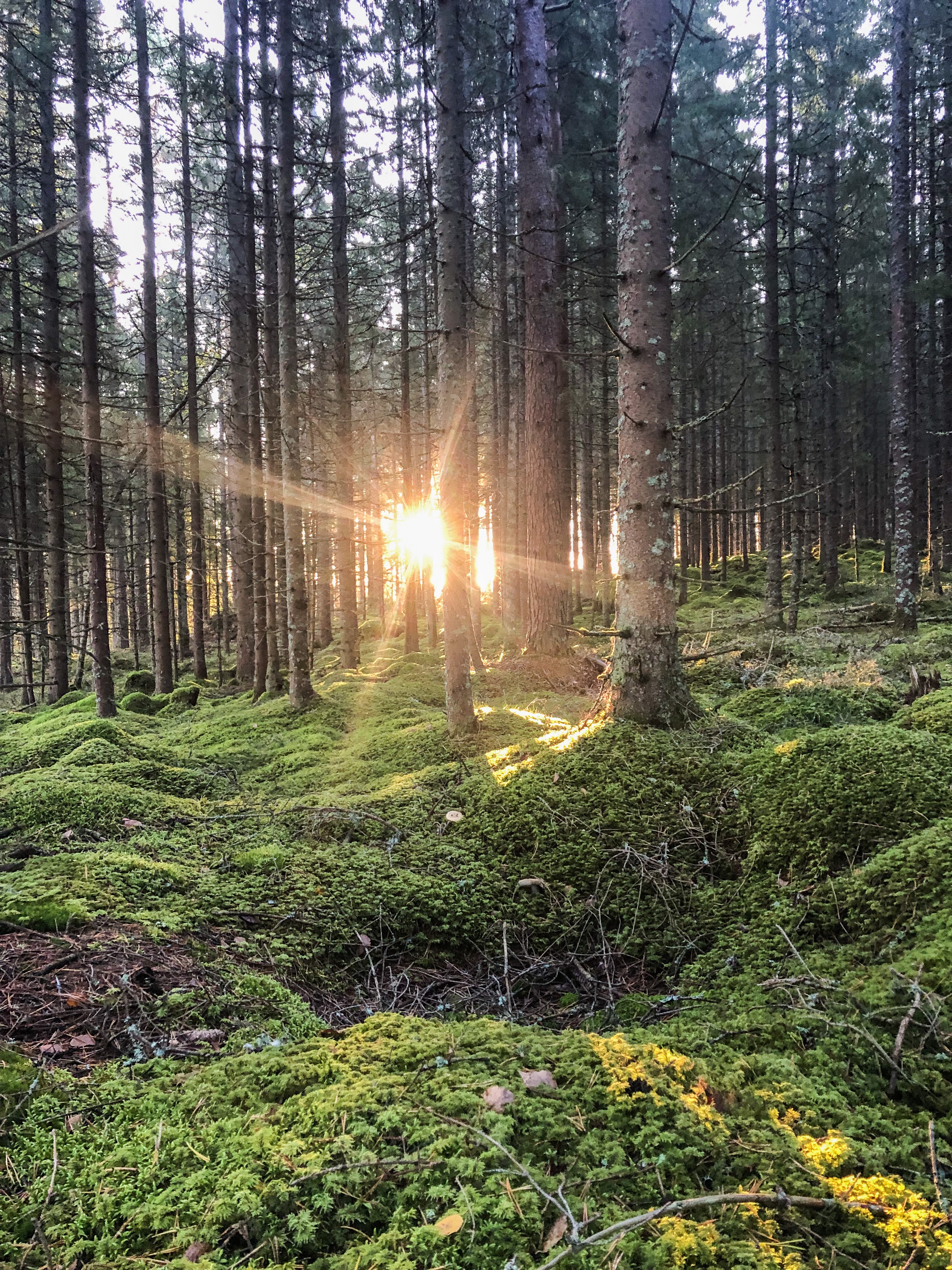 Soluppgång i skogen
