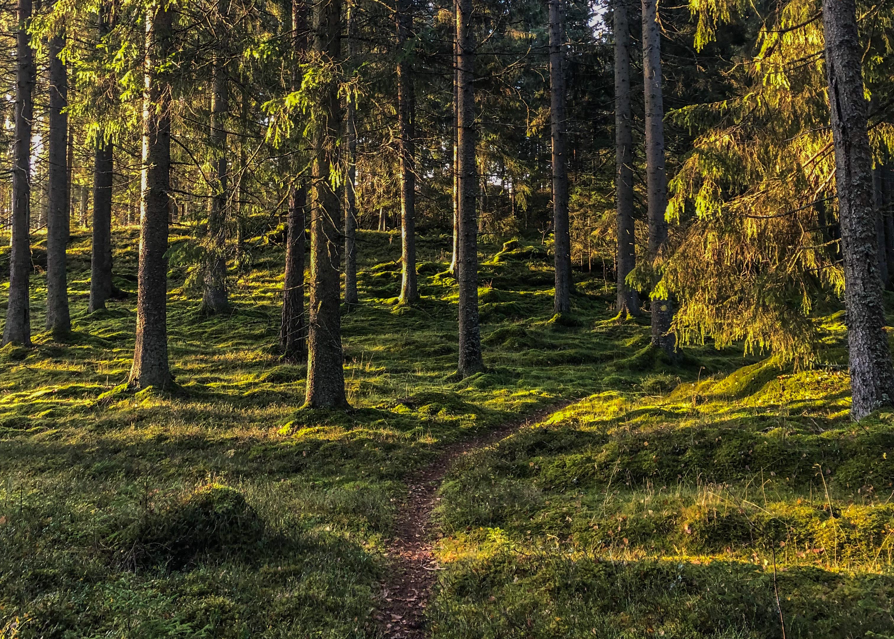 Vandringleden i skogen. Dalum.