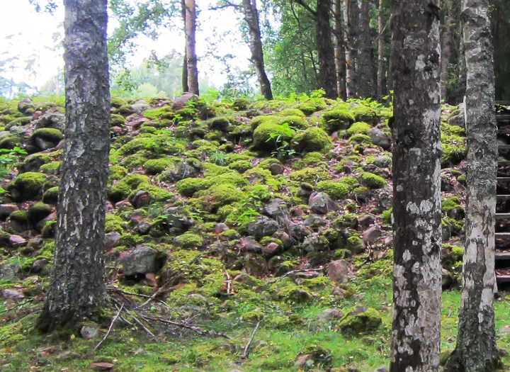 Bronsåldersrösen