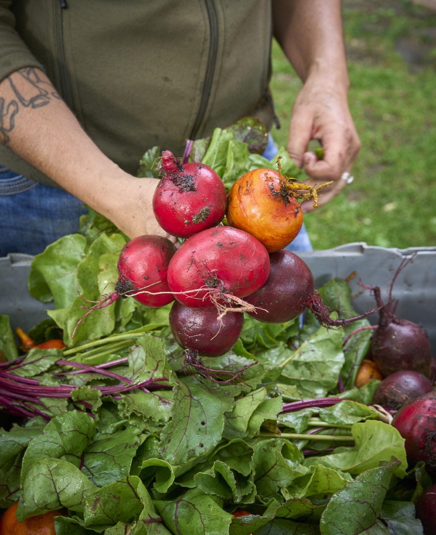 Nyskördade rödbetor på landsbygden