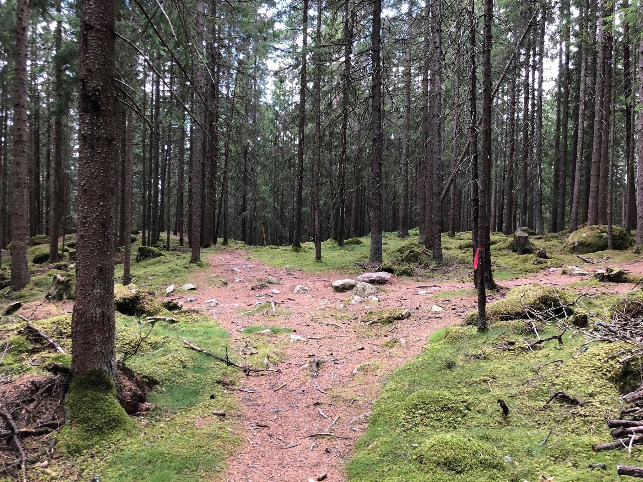 En skogsstig som delar sig åt två håll