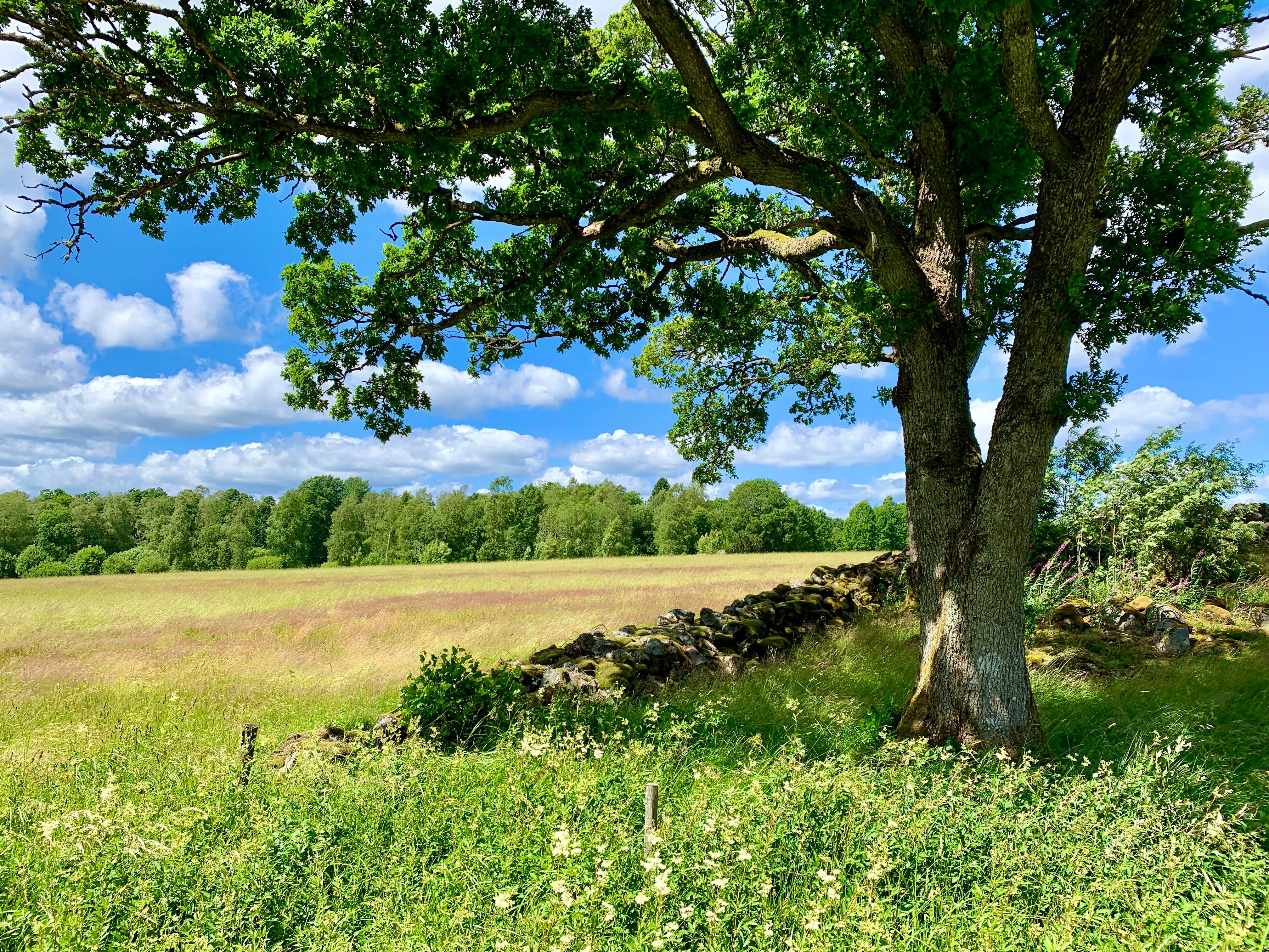 Swedish Fika Route is a bike route in the area of Ulricehamn. Cycle through beautiful nature and explore some local cafes to find the best "fika".