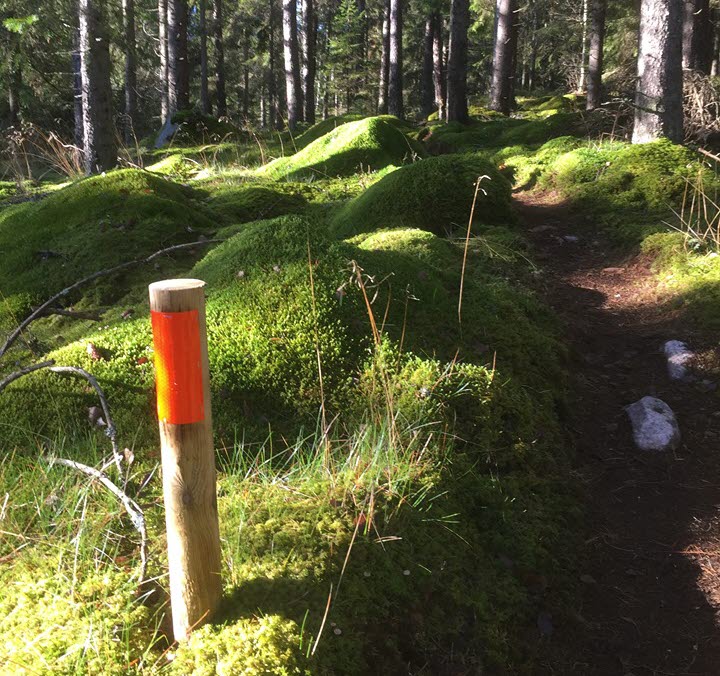 Trailbanan på Lassalyckan i Ulricehamn är en uppmärkt stig i skogen som erbjuder härlig trail i naturlig miljö.