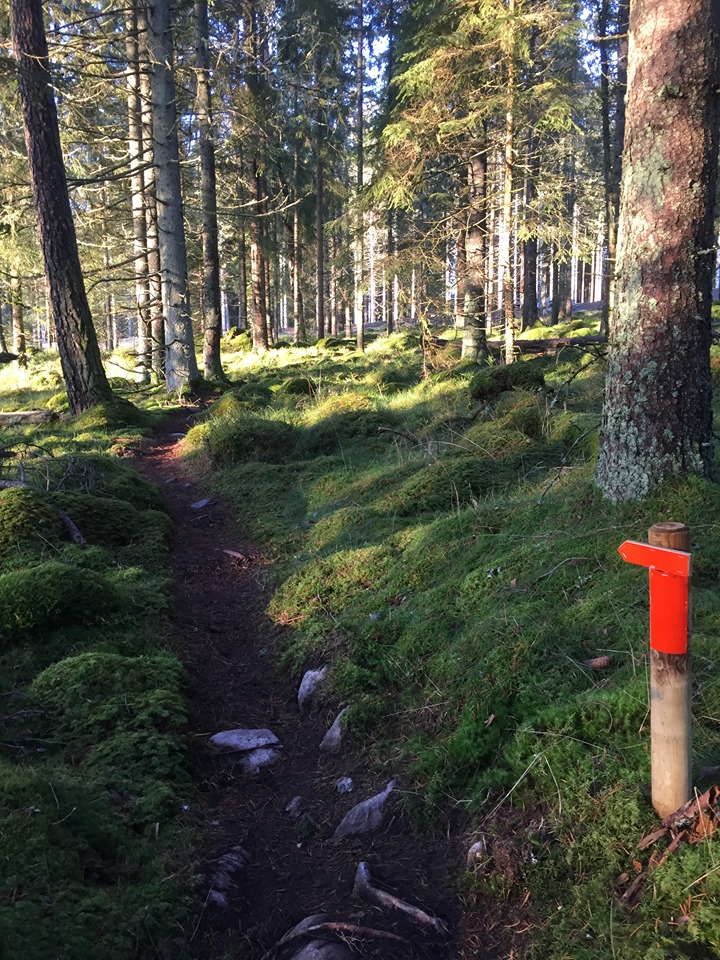 Trailbanan på Lassalyckan i Ulricehamn är en uppmärkt stig i skogen som erbjuder härlig trail i naturlig miljö.