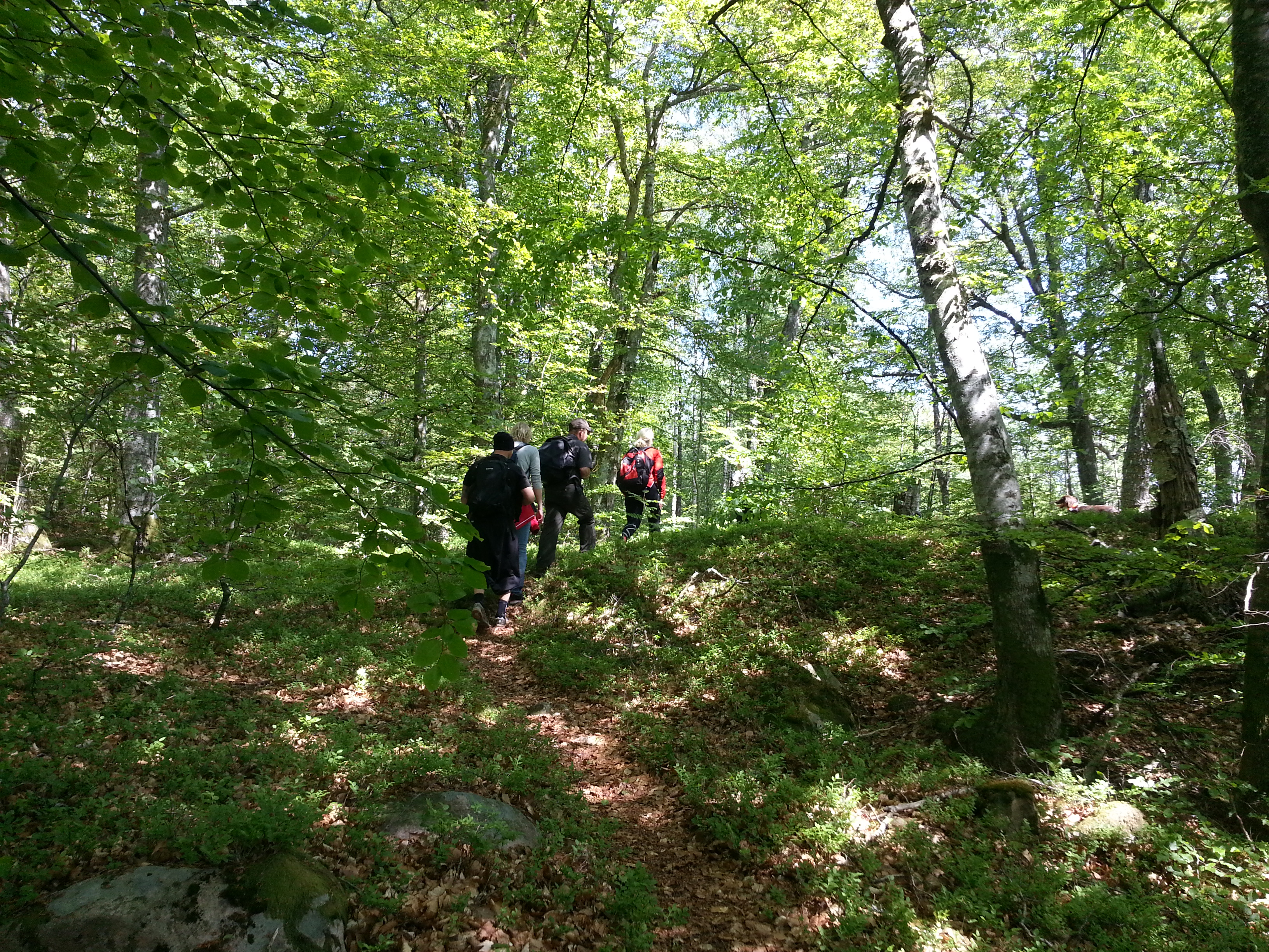 Ulricehamn har flera vackra vandringsleder i skog och mark.