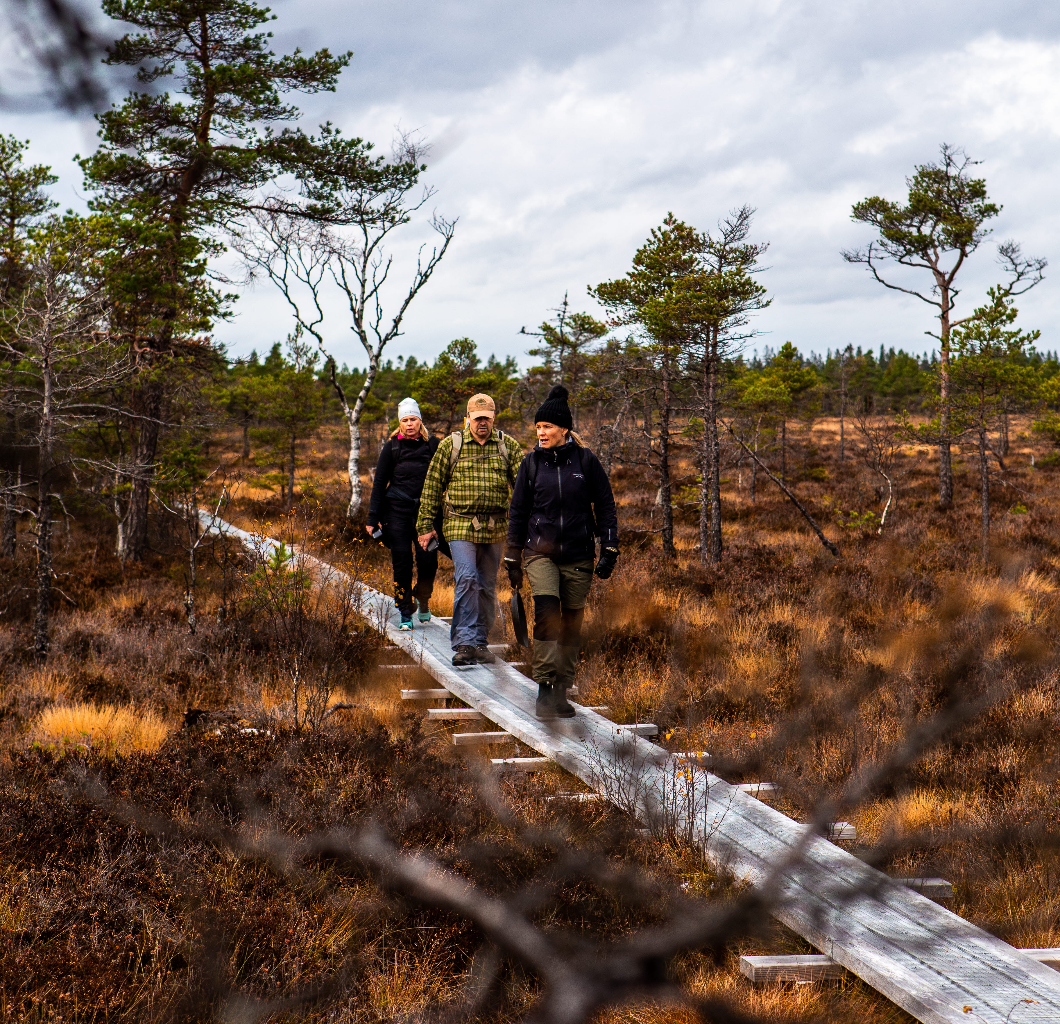 Vandrare på spång i myrlandskap