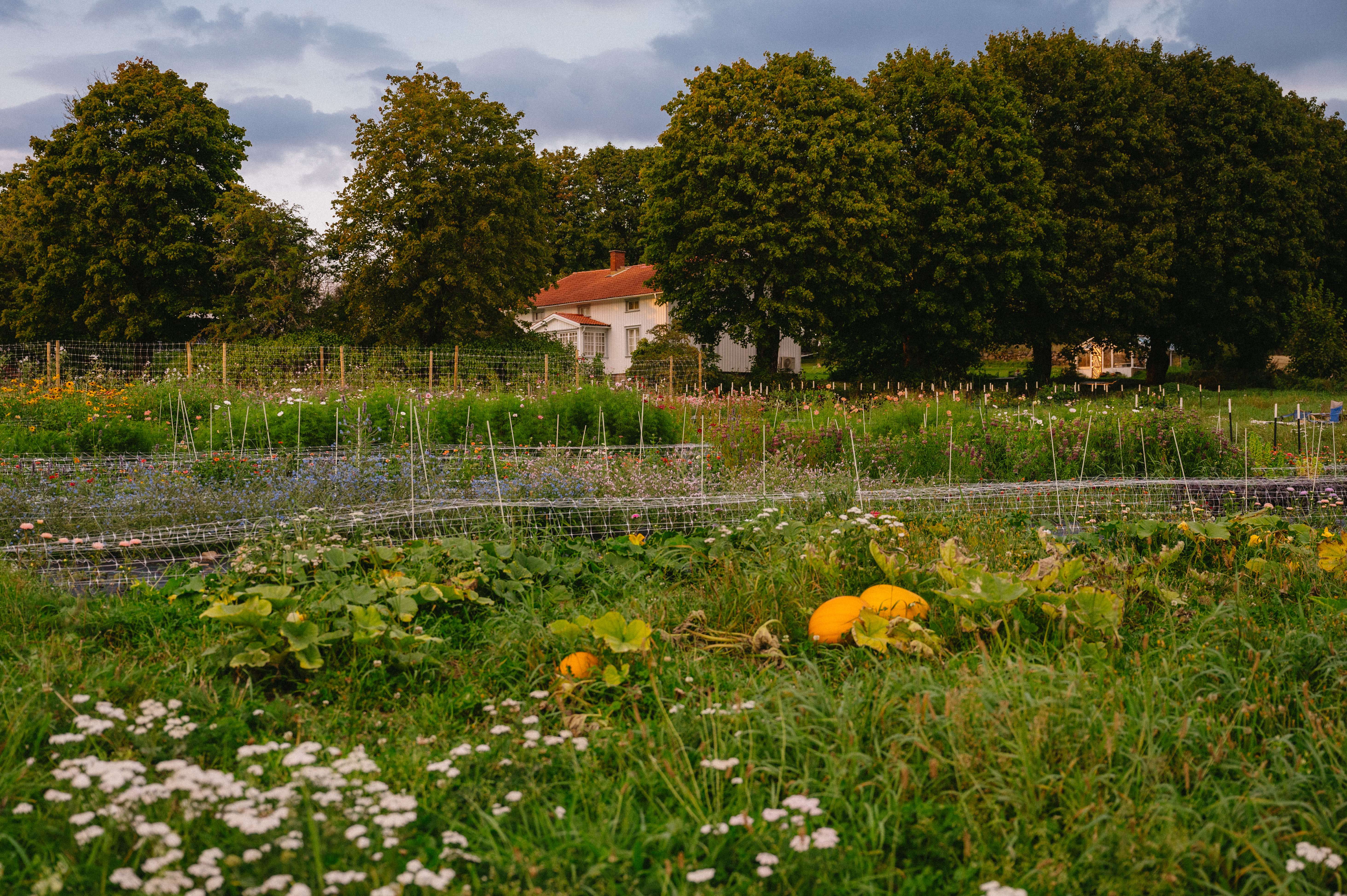 Farm and white house