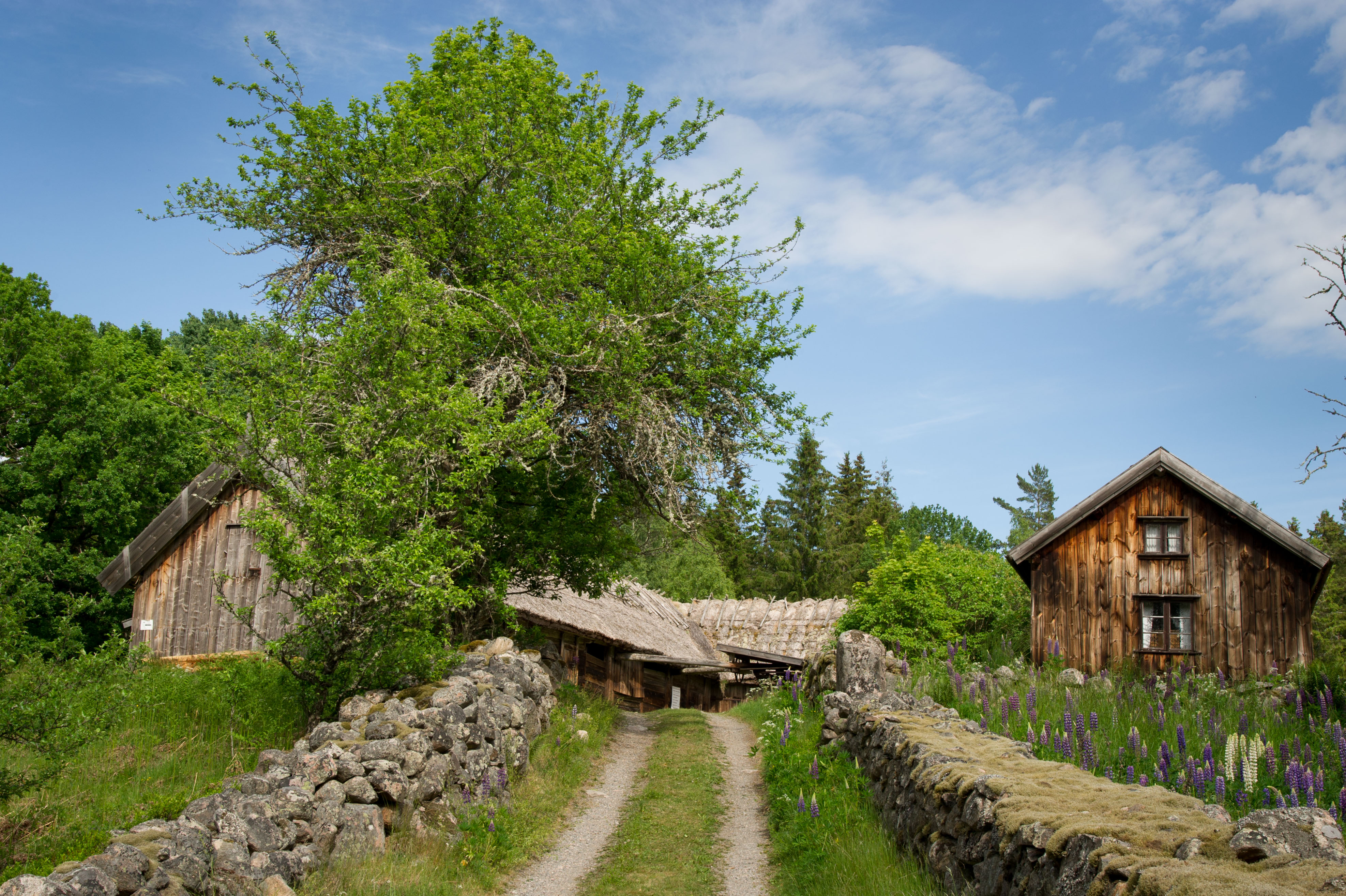 En grusväg i naturen som leder fram till några gamla trähus. Blå himmel och gröna träd syns.