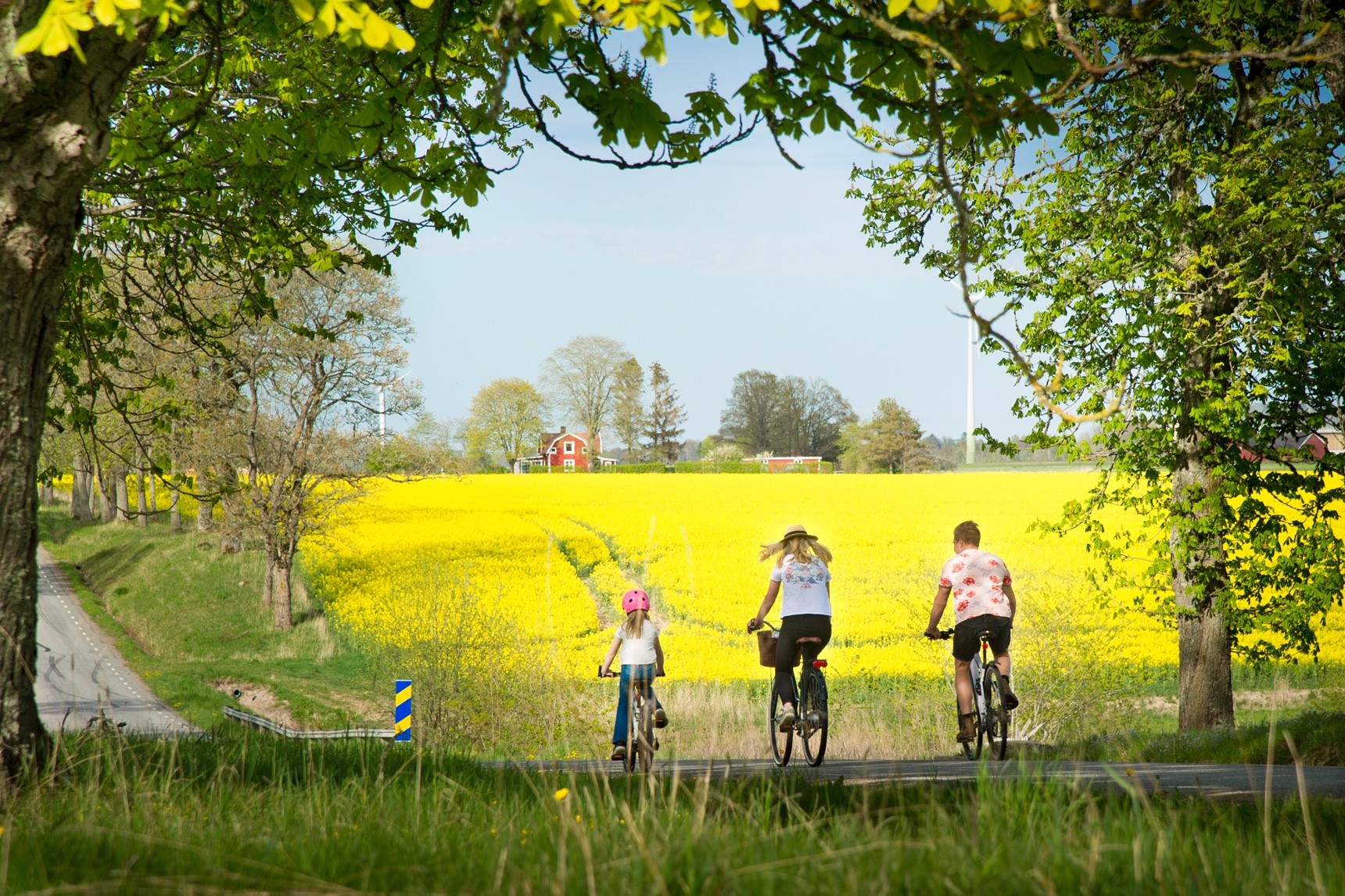 En familj är ute och cyklar på en landsväg en solig sommardag. I bakgrunden står stora gula fält.