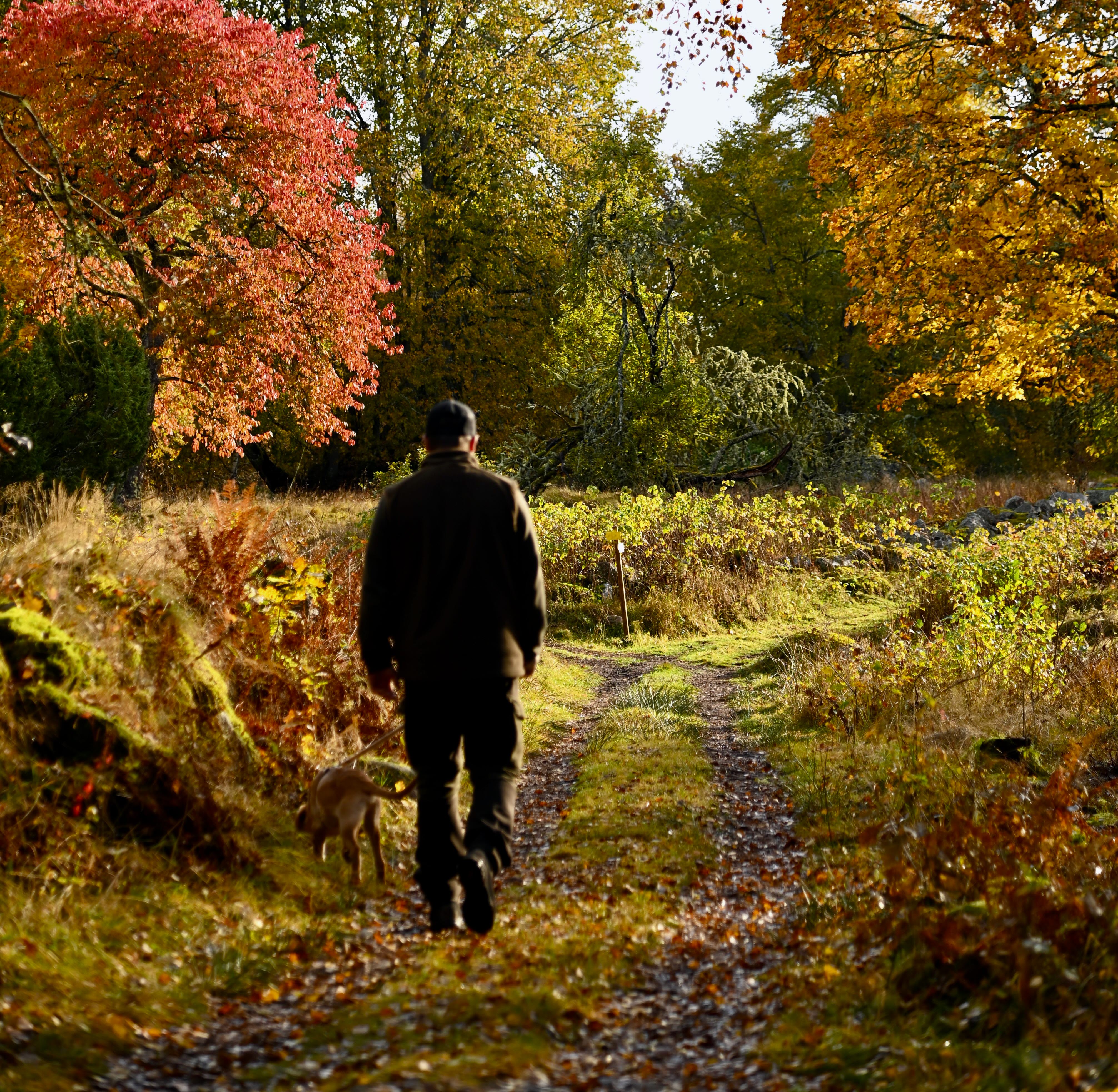 Promenad i höstfärger.