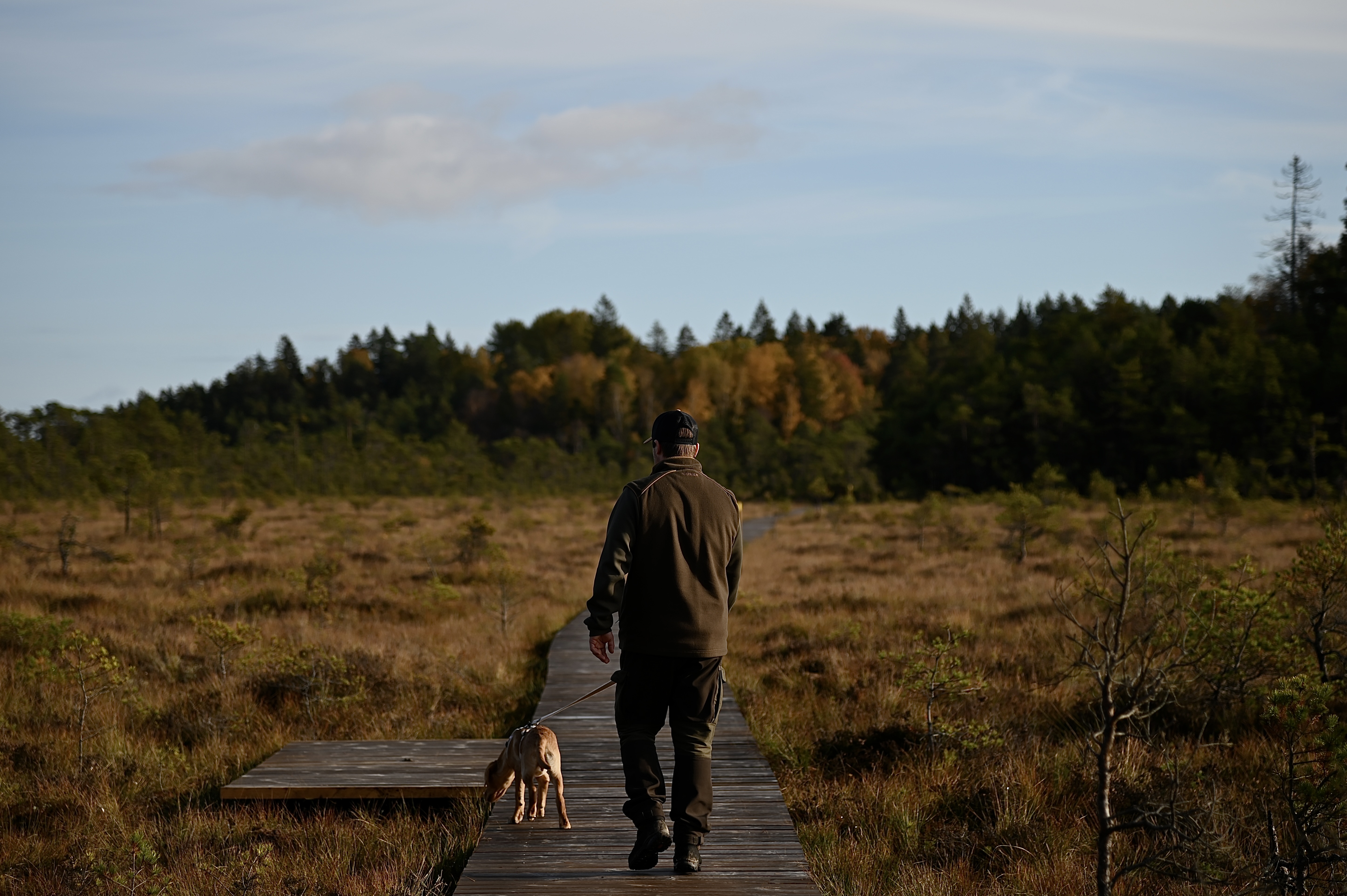 Man och hund promenerar över spång.