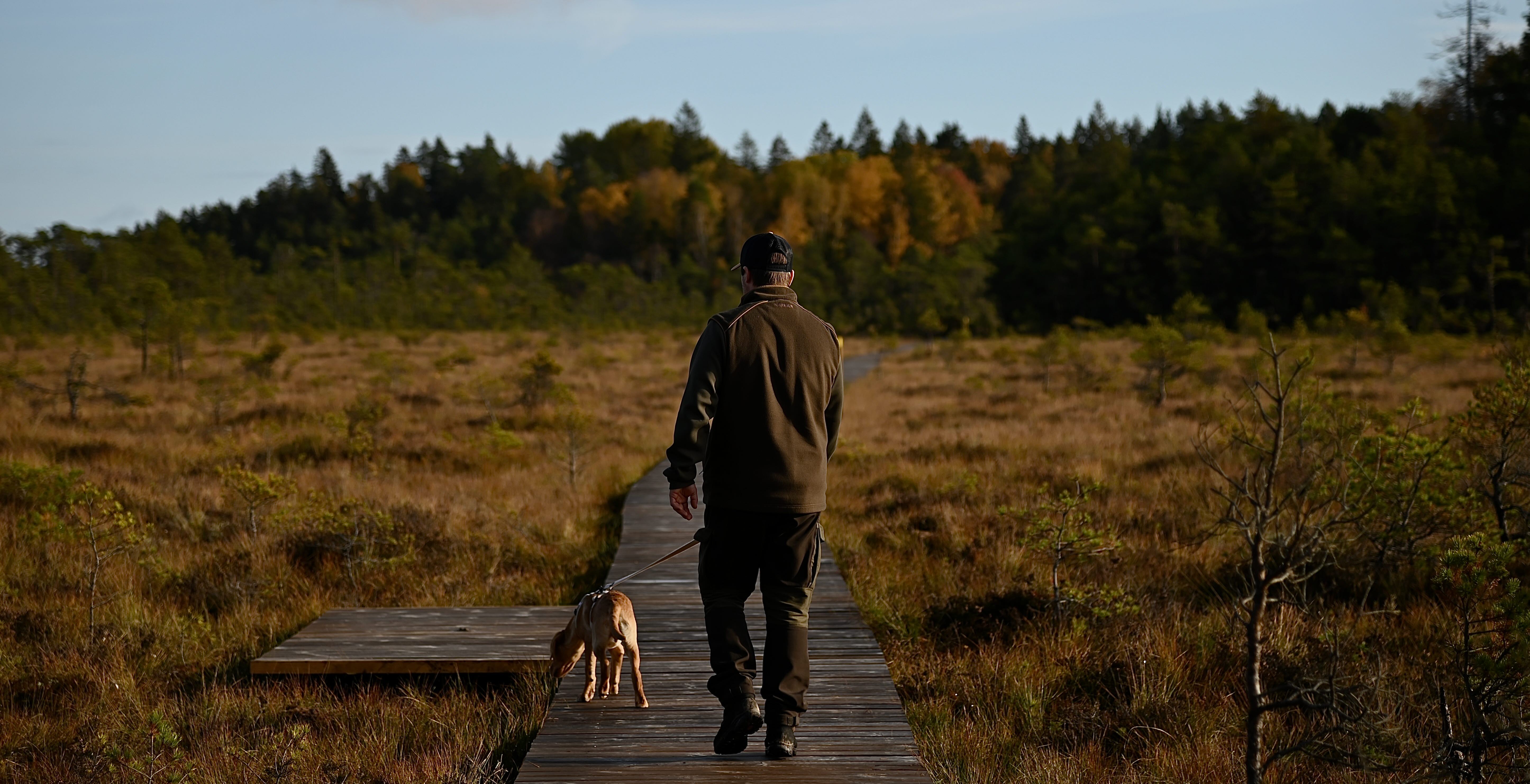 Man och hund promenerar över spång.