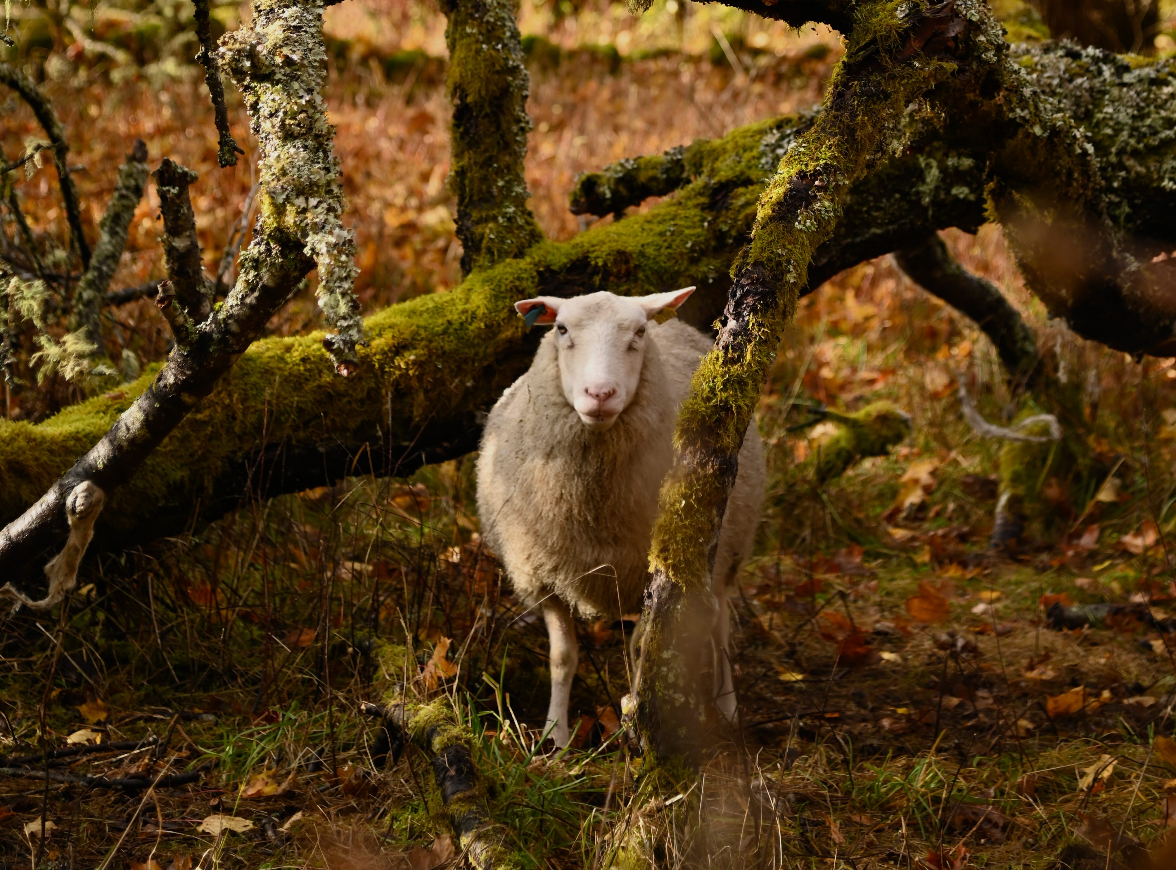 Ett får vid ett träd.
