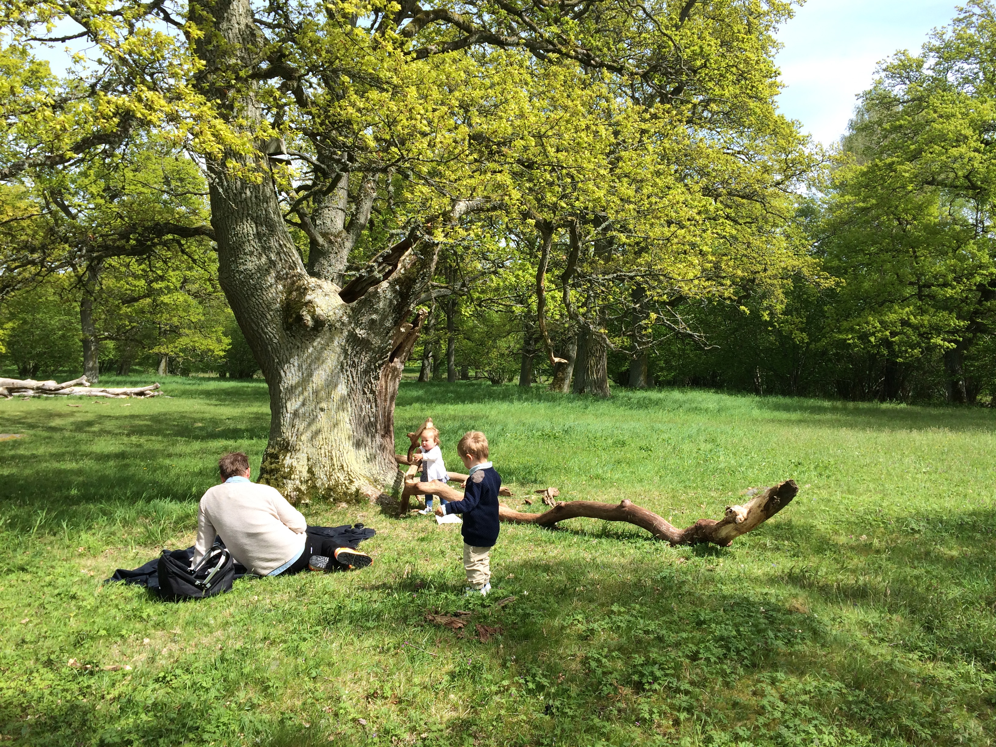 Två små barn och en vuxen man har picknick i grönskande Levene Äng.