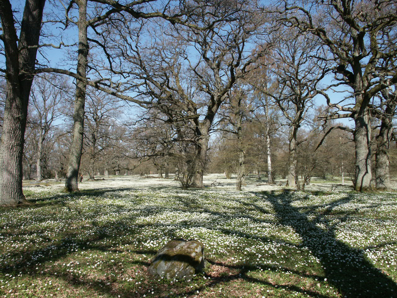 En äng full av vita blommor och kala träd en tidig och solig vårdag. 